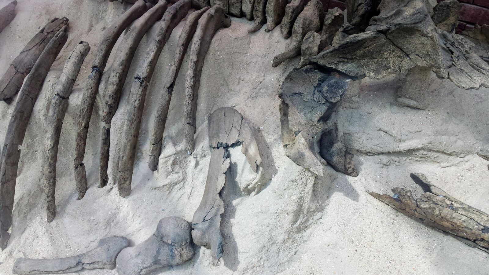 Samsung Galaxy S4 sample photo. Bones, old, skeleton photography