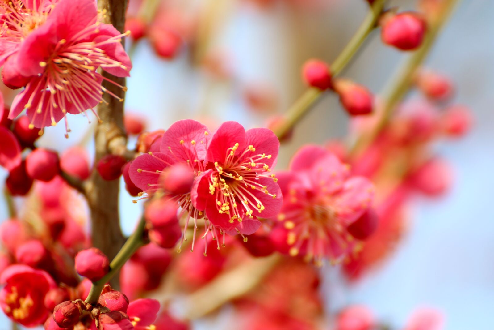 Canon EOS 70D sample photo. Plum blossoms, nature, flowers photography