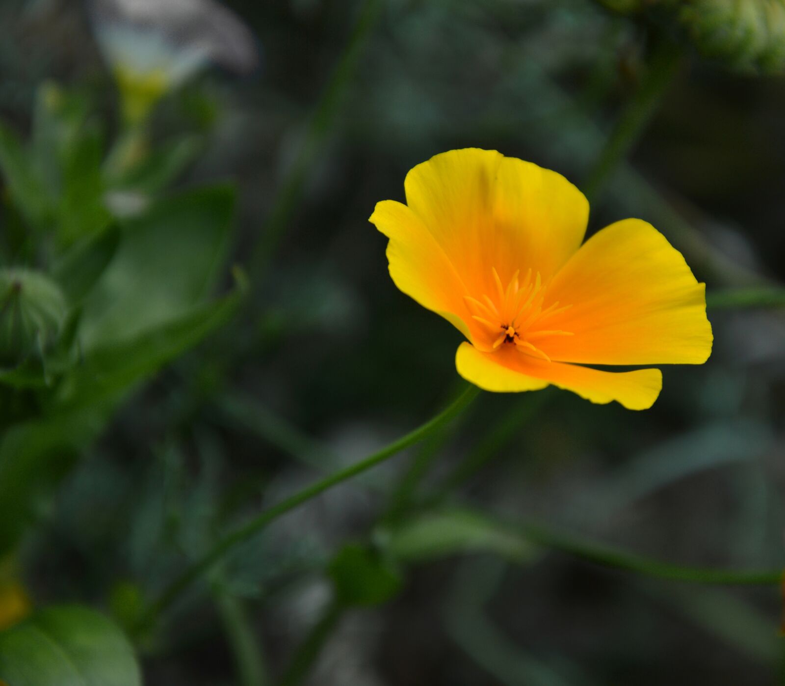 Nikon D3200 sample photo. Blossom, bloom, bloom photography