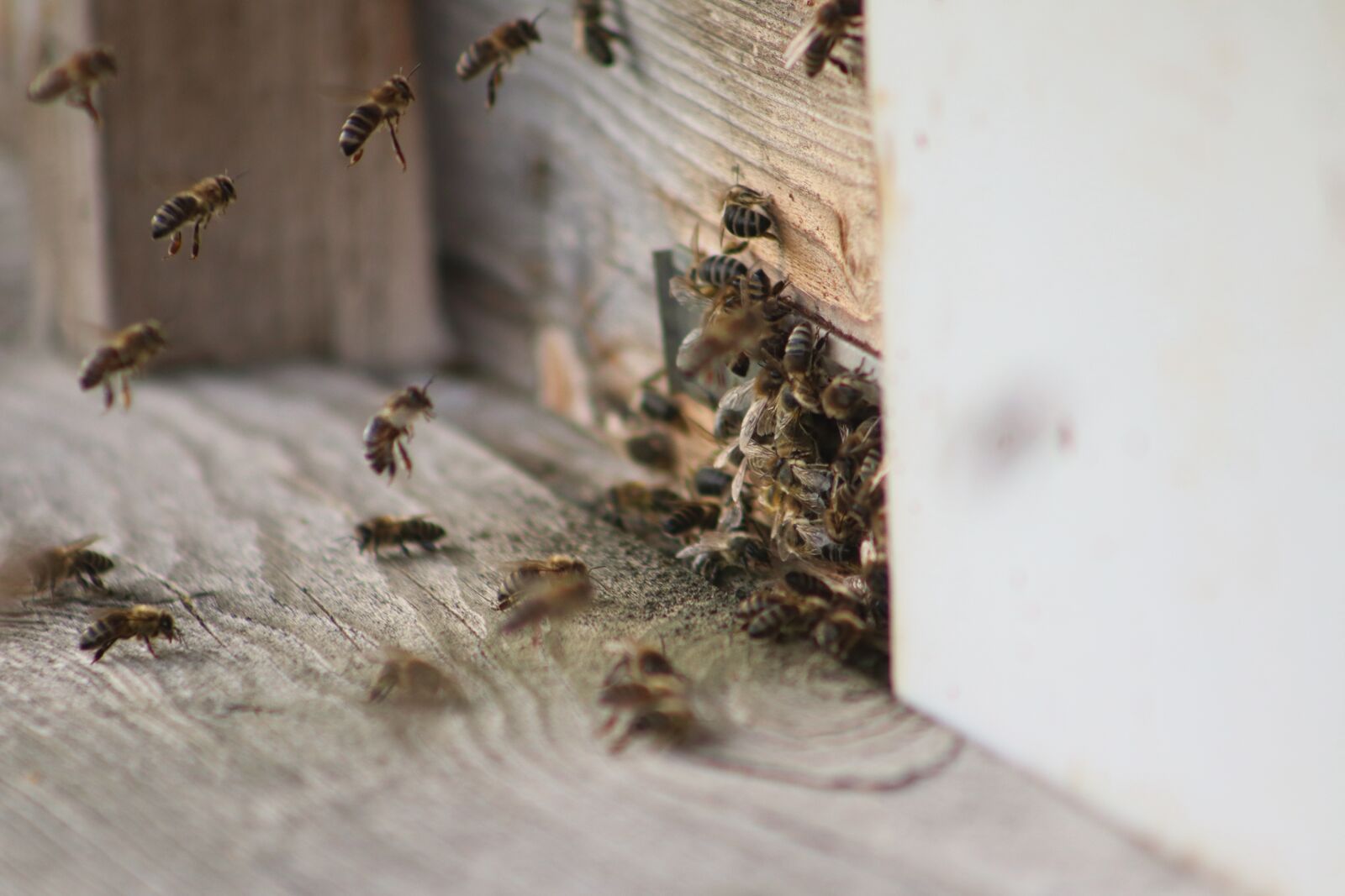 Canon EF75-300mm f/4-5.6 sample photo. Bee honey, bees, bee photography