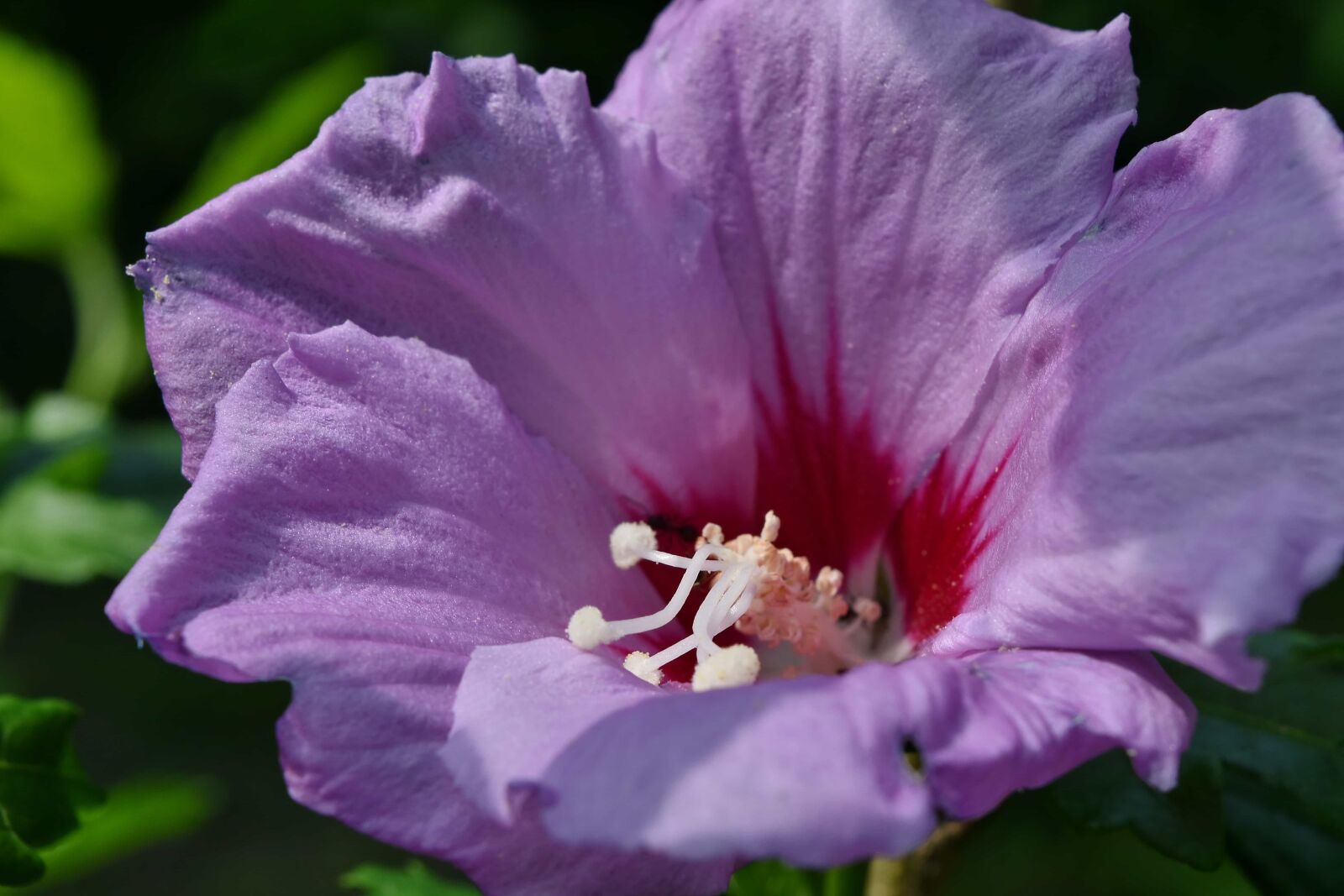 Nikon D5500 sample photo. Ants, flower garden, purple photography