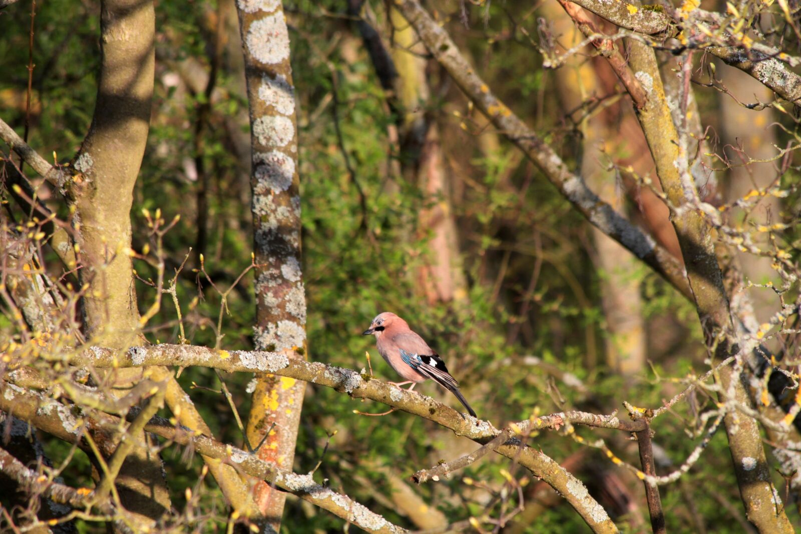 Canon EOS 7D sample photo. Tree, nature, wood photography