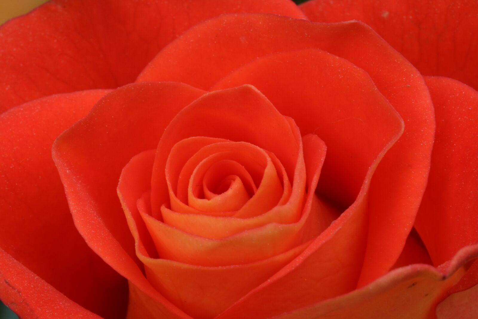 Canon EOS 750D (EOS Rebel T6i / EOS Kiss X8i) sample photo. Rose, rose festival, nature photography