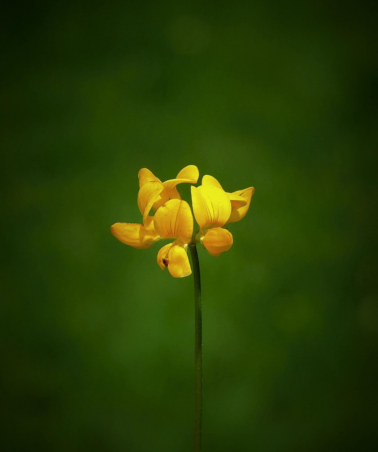 Nikon Coolpix P900 sample photo. Flower, yellow, nature photography