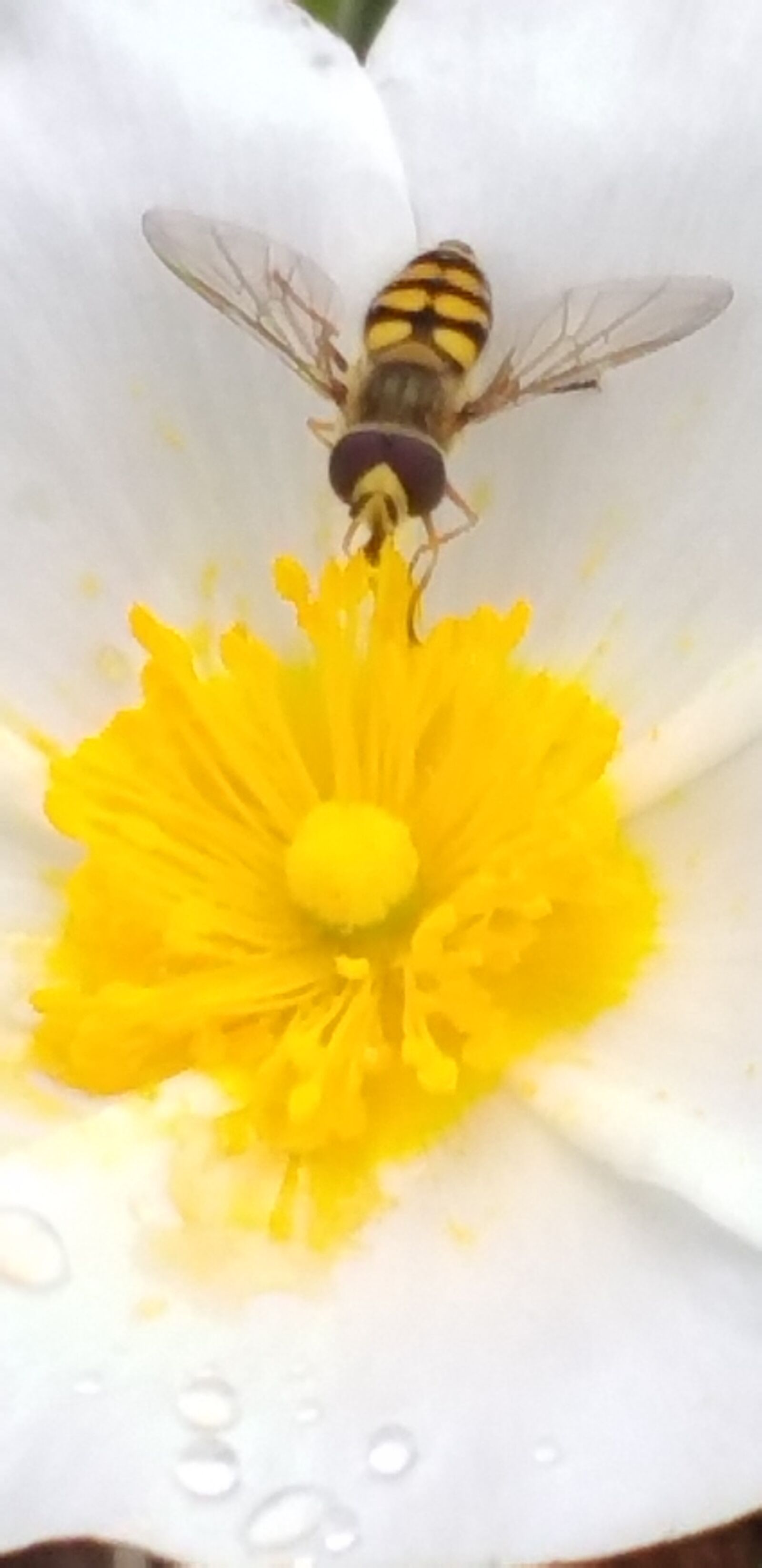 Samsung Galaxy A6+ sample photo. Abeille, jaune, blanc photography