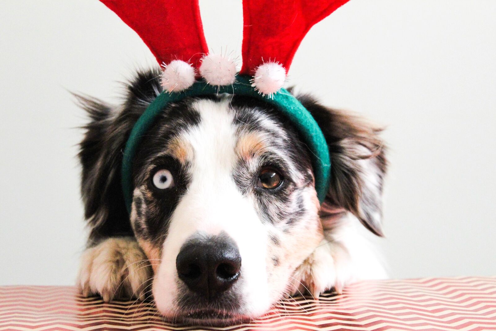 Canon EOS 1200D (EOS Rebel T5 / EOS Kiss X70 / EOS Hi) sample photo. Christmas, puppy, dog photography