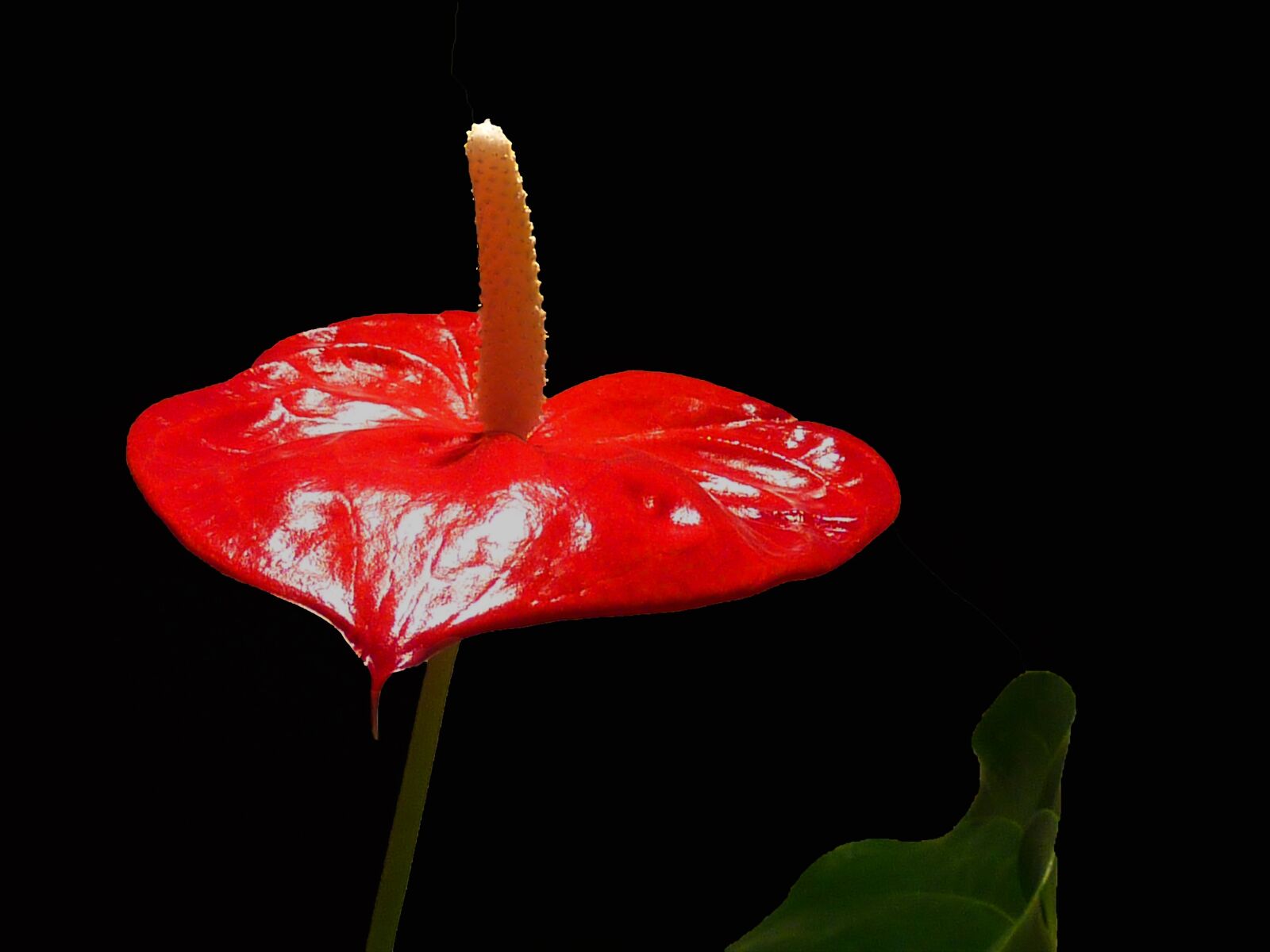 Panasonic DMC-TZ7 sample photo. Anthurium, flower, red photography
