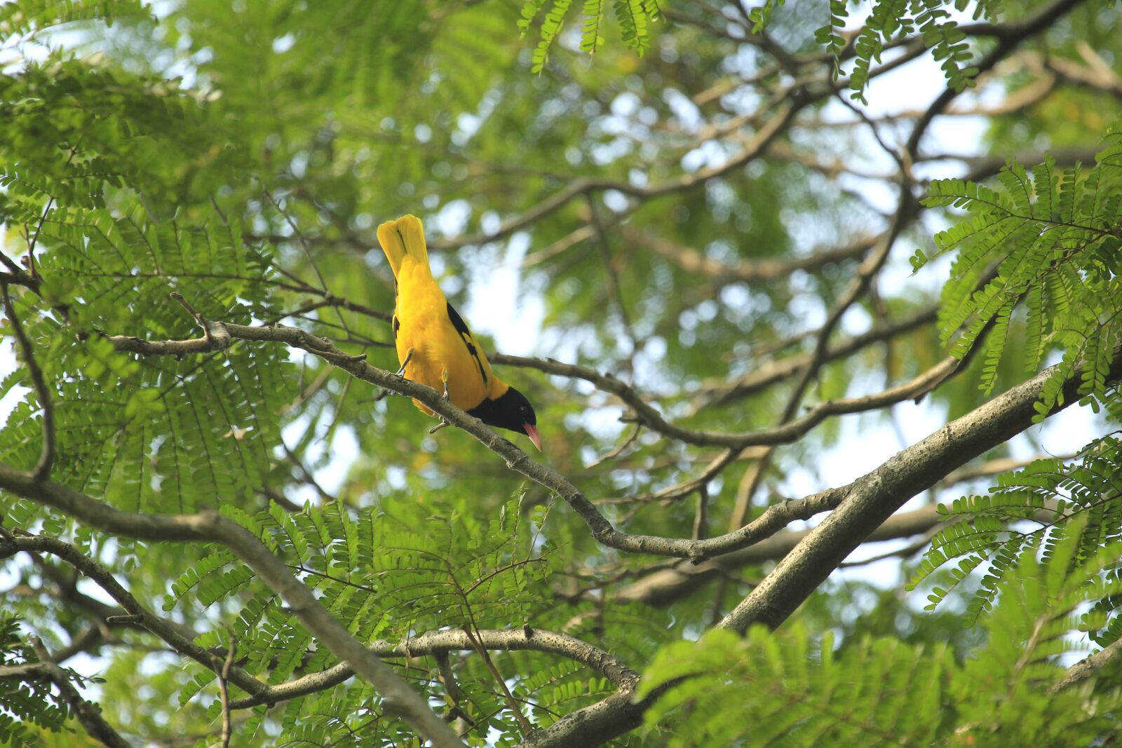 Canon EOS-1D Mark IV sample photo. Bangladesh, yellow, bird photography