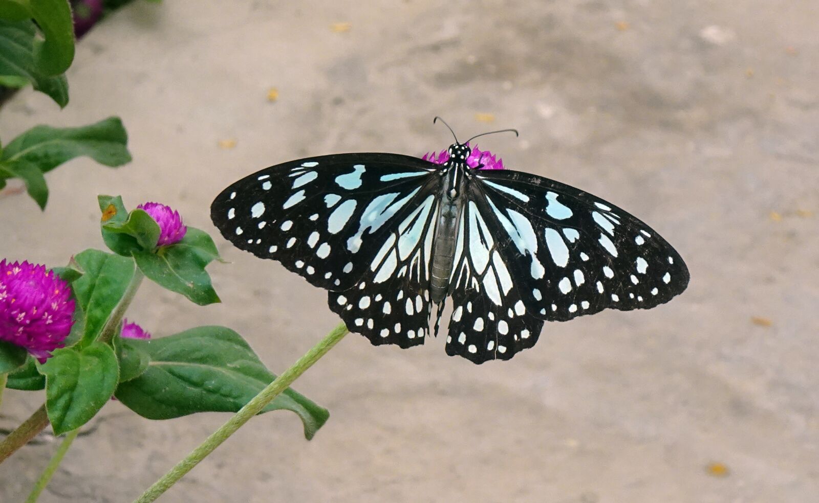 Sony DSC-WX800 sample photo. Butterfly, tirumala limniace, blue photography