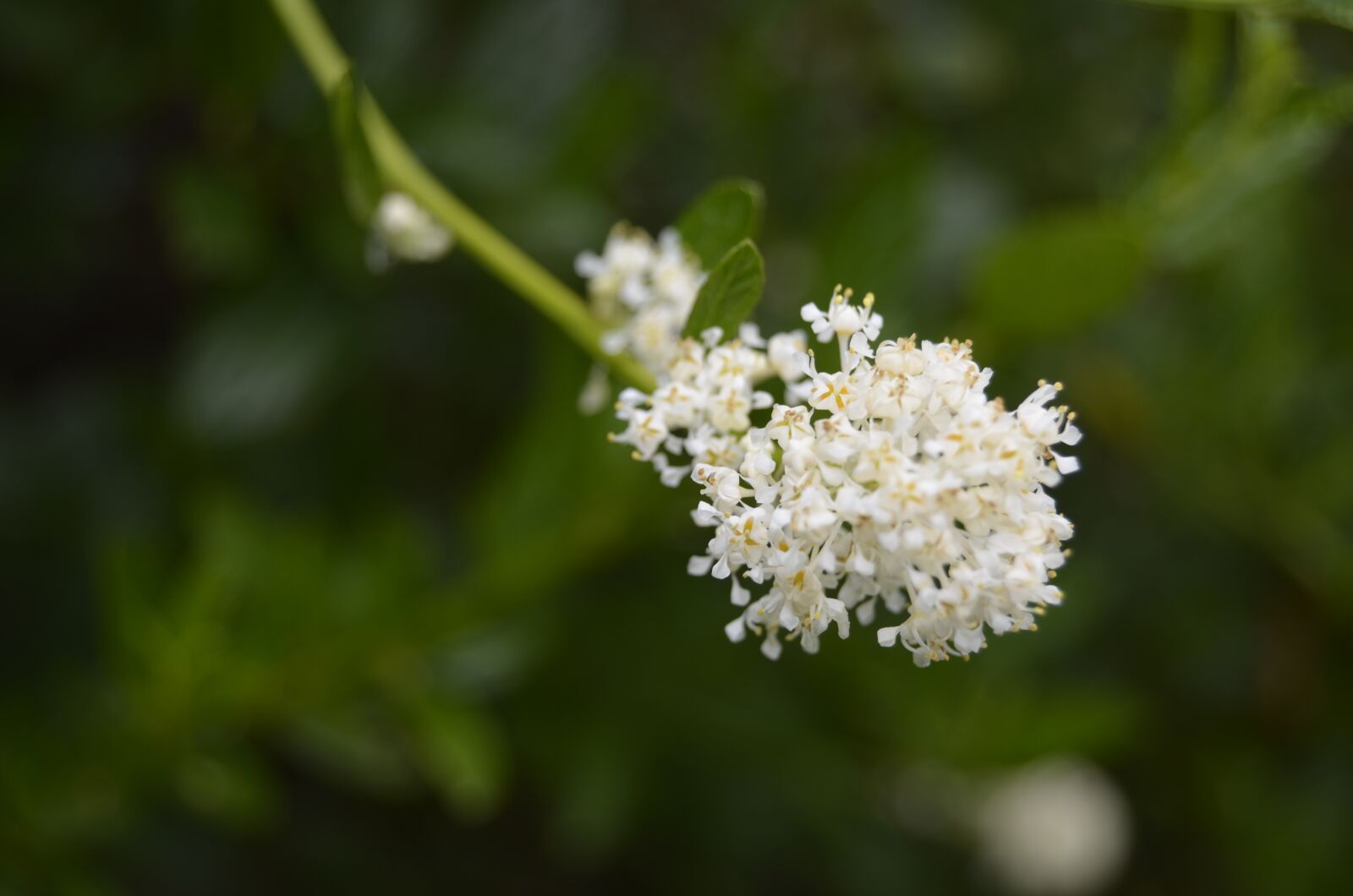 Nikon D5100 sample photo. Floral, bloom, blossom photography