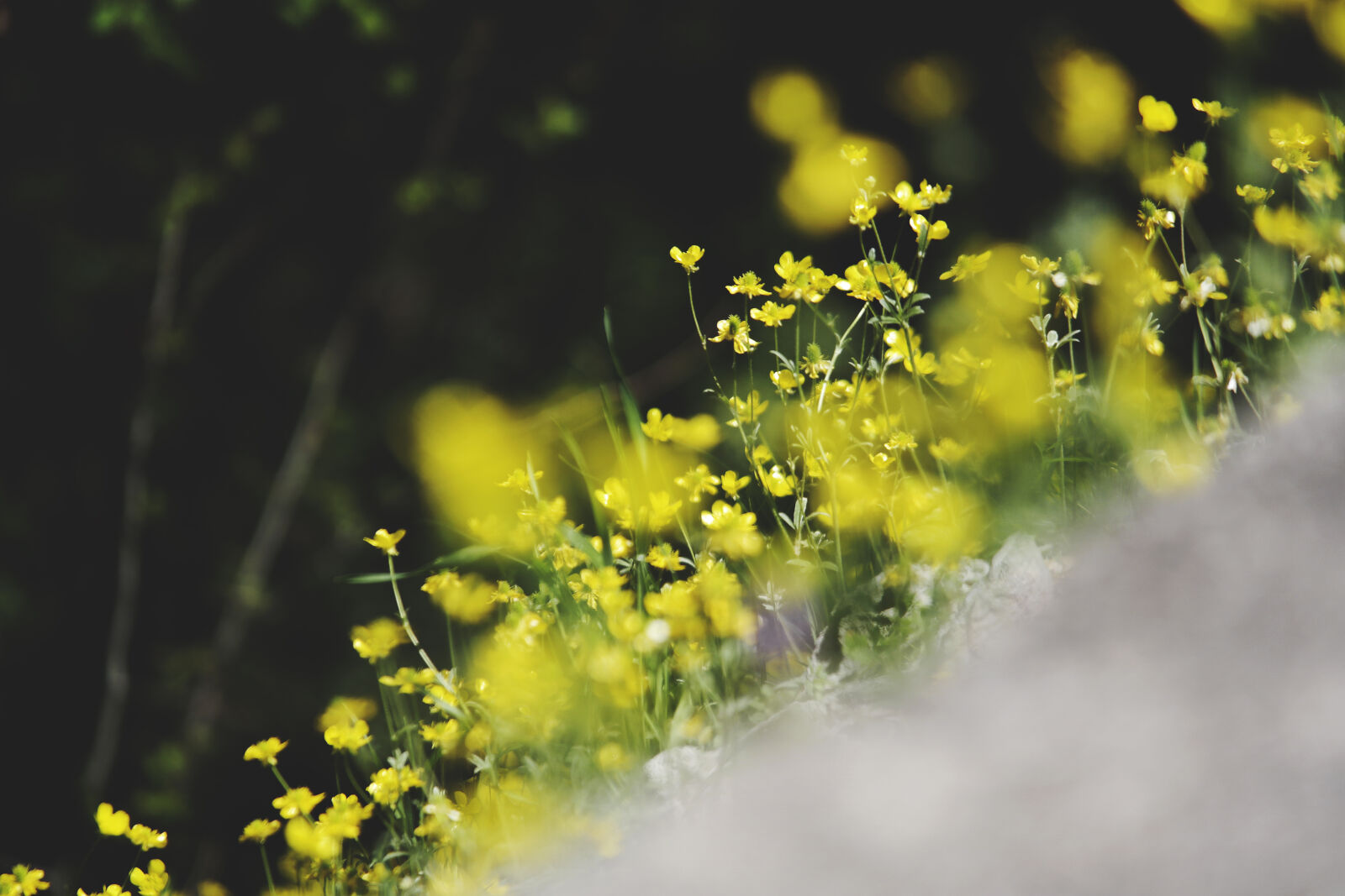 Samsung NX2000 sample photo. Nature, flowers, yellow, yellow photography