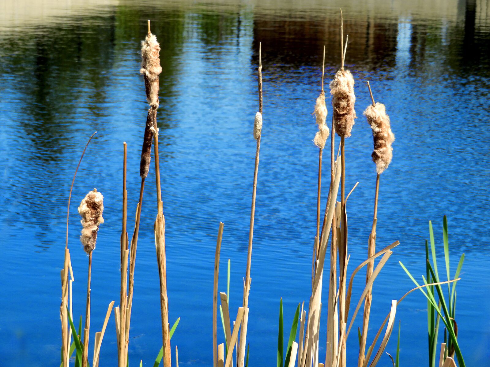 Canon PowerShot SX720 HS sample photo. Cattails, water, blue photography