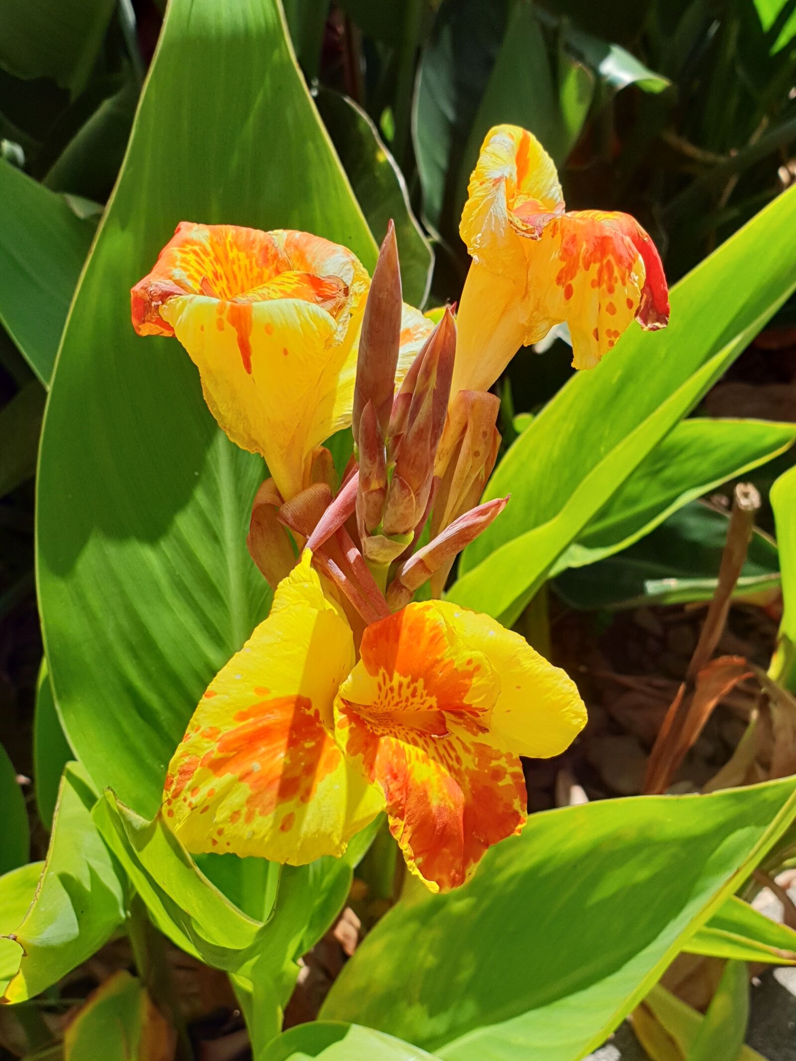 Samsung Galaxy S9 sample photo. Nature, flower, spring photography