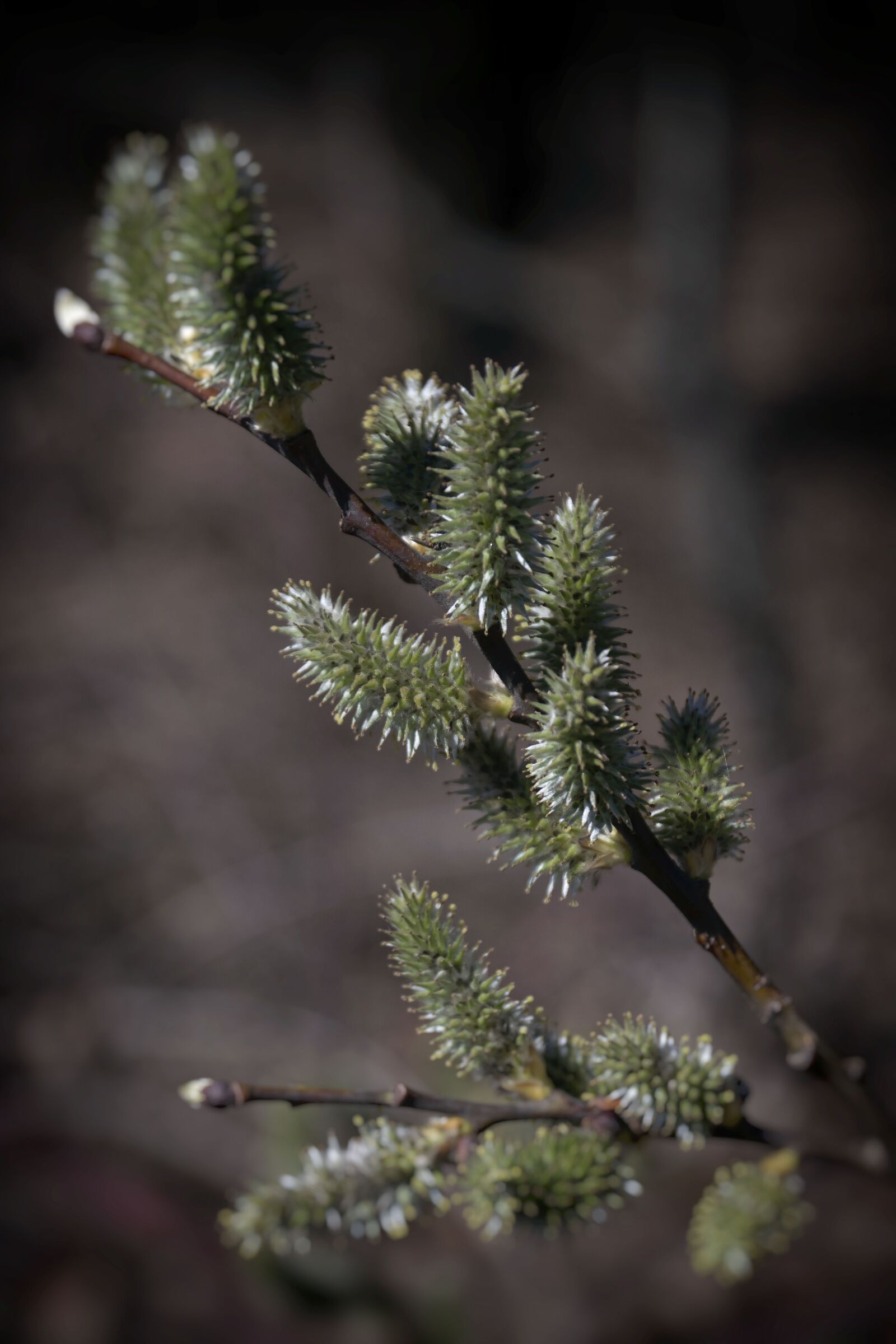 Nikon D5300 sample photo. It's, forest, nature photography