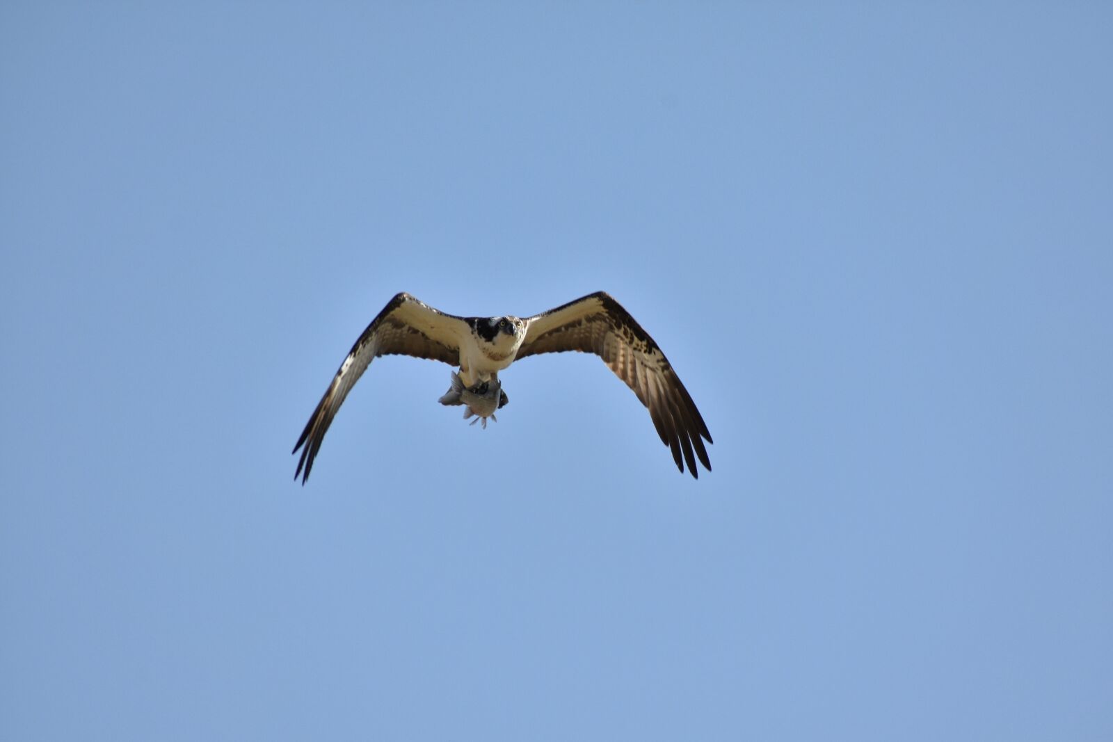 Nikon D7200 sample photo. Animal, sky, bird photography