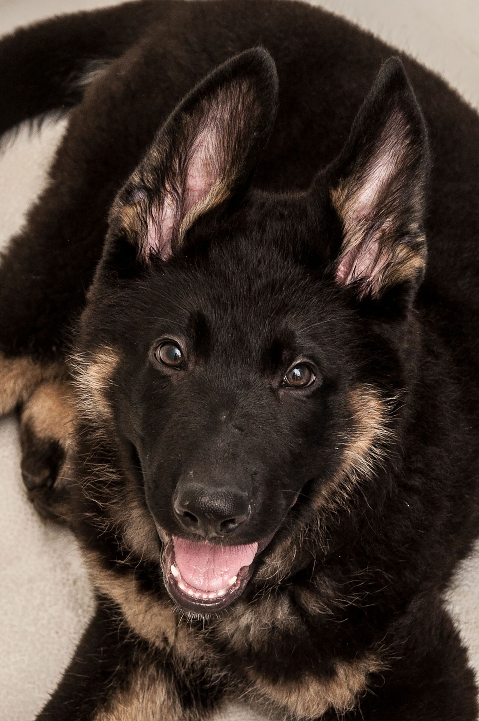 Nikon D700 sample photo. Mammal, dog, canine photography
