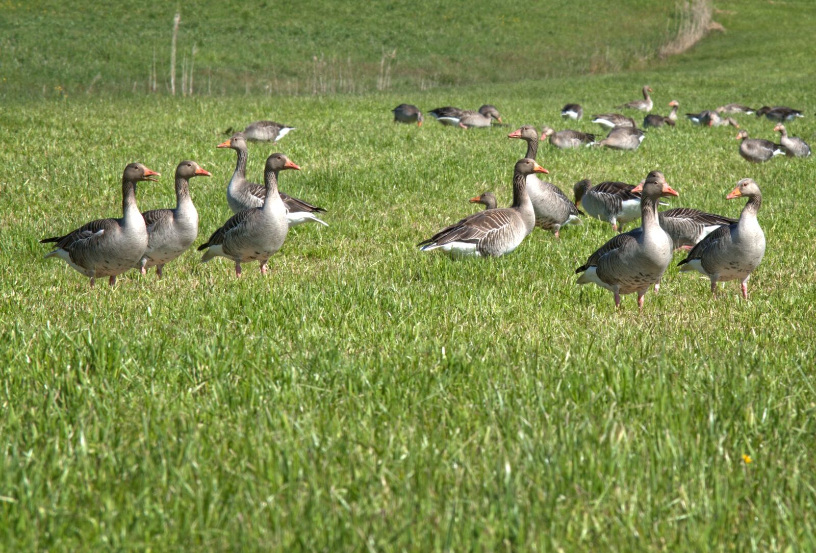 55.0-200.0mm f/4.0-f/5.6 sample photo. Grey geese, migratory bird photography