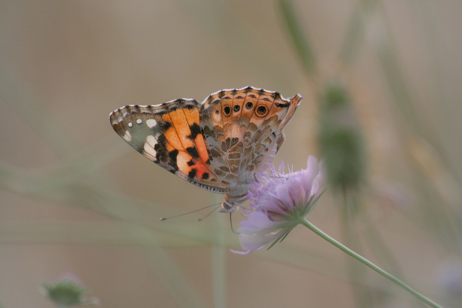 Canon EOS 350D (EOS Digital Rebel XT / EOS Kiss Digital N) sample photo. Butterfly, nature, flower photography