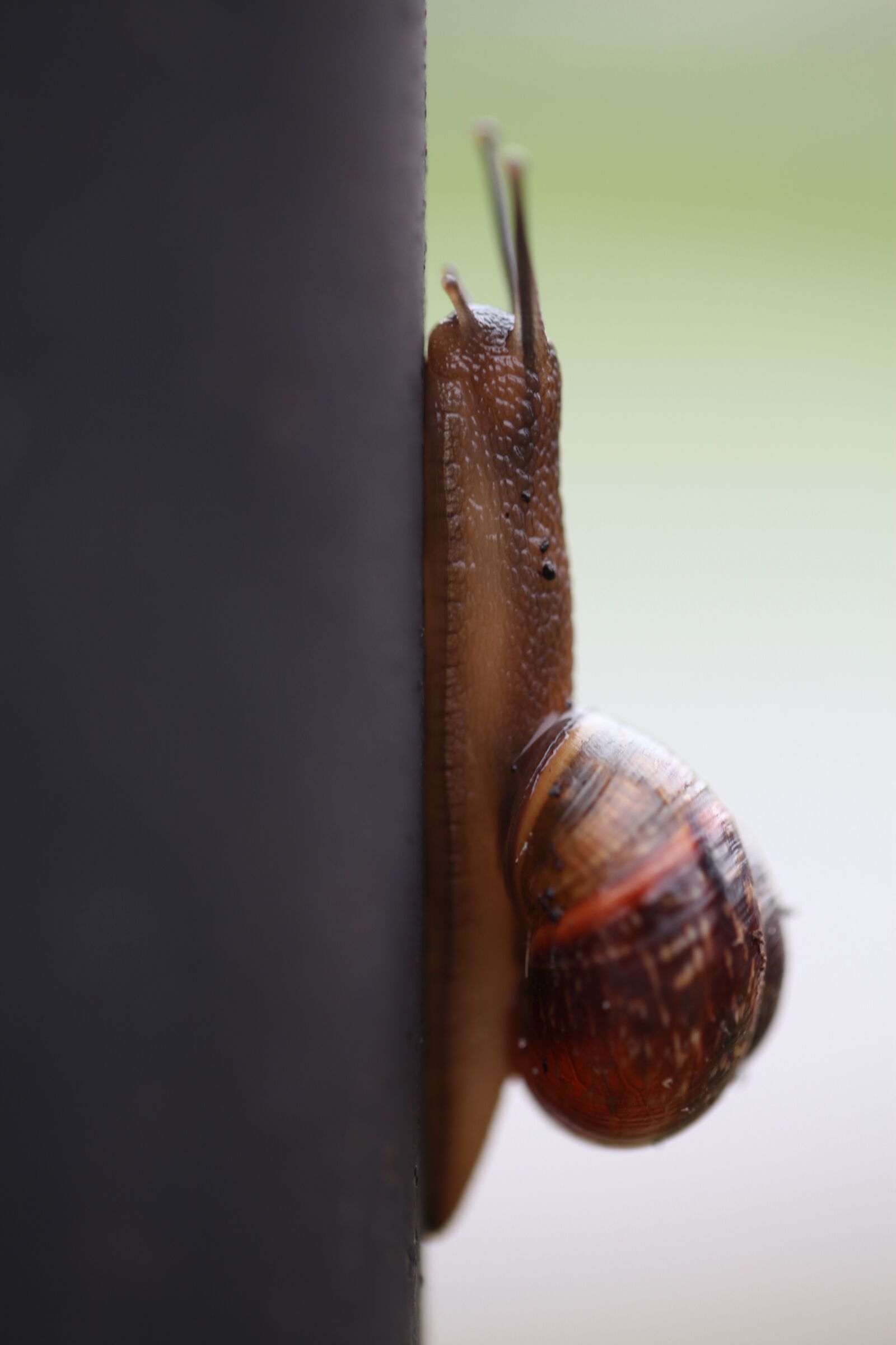 Canon EOS 5D Mark II sample photo. Snail, whelks, clam photography