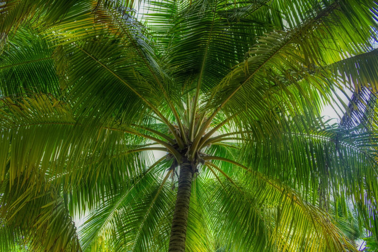 Canon EOS 750D (EOS Rebel T6i / EOS Kiss X8i) sample photo. Forest, palm trees, exotic photography