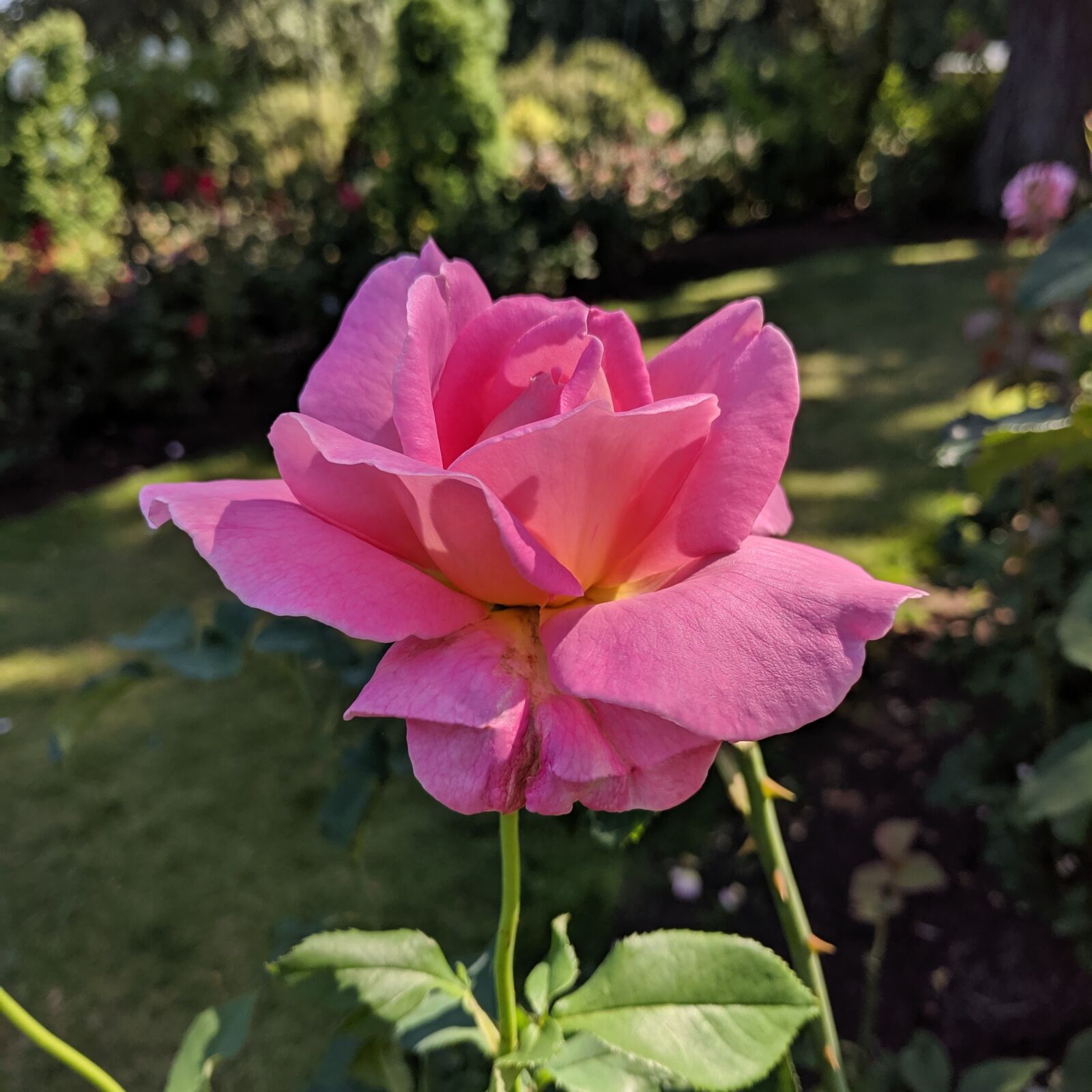 Google Pixel sample photo. Rose, flower, pink photography