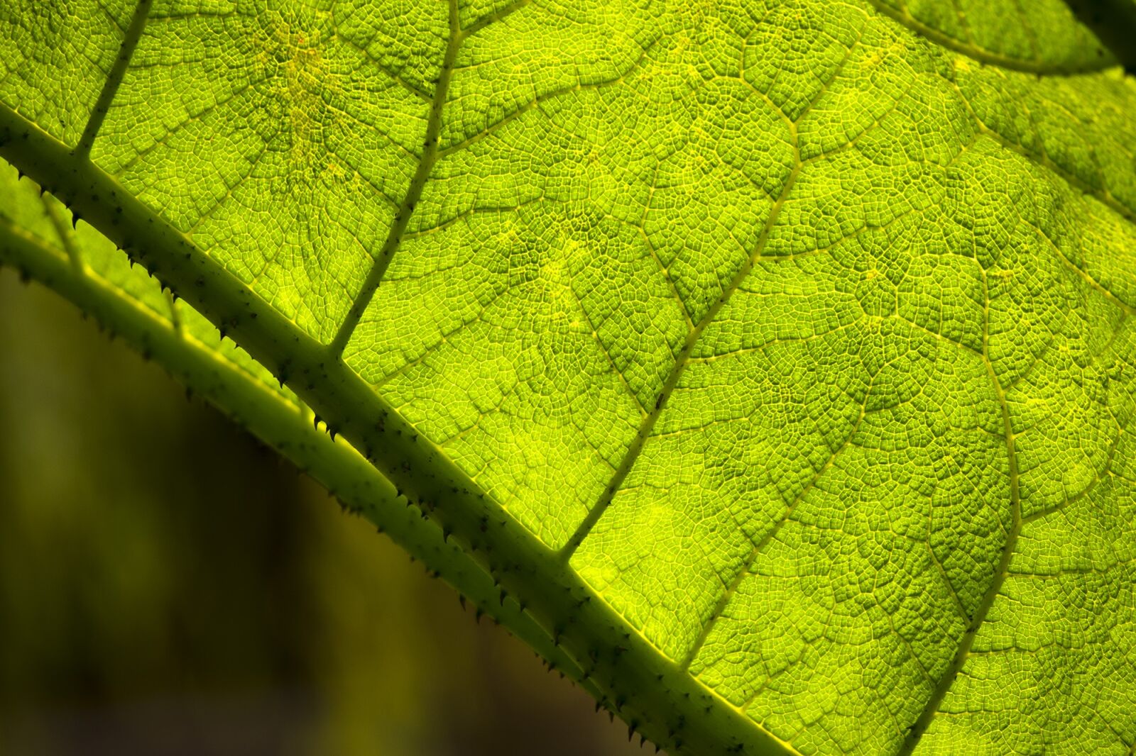 Nikon D5300 sample photo. Leaf, garden, green photography