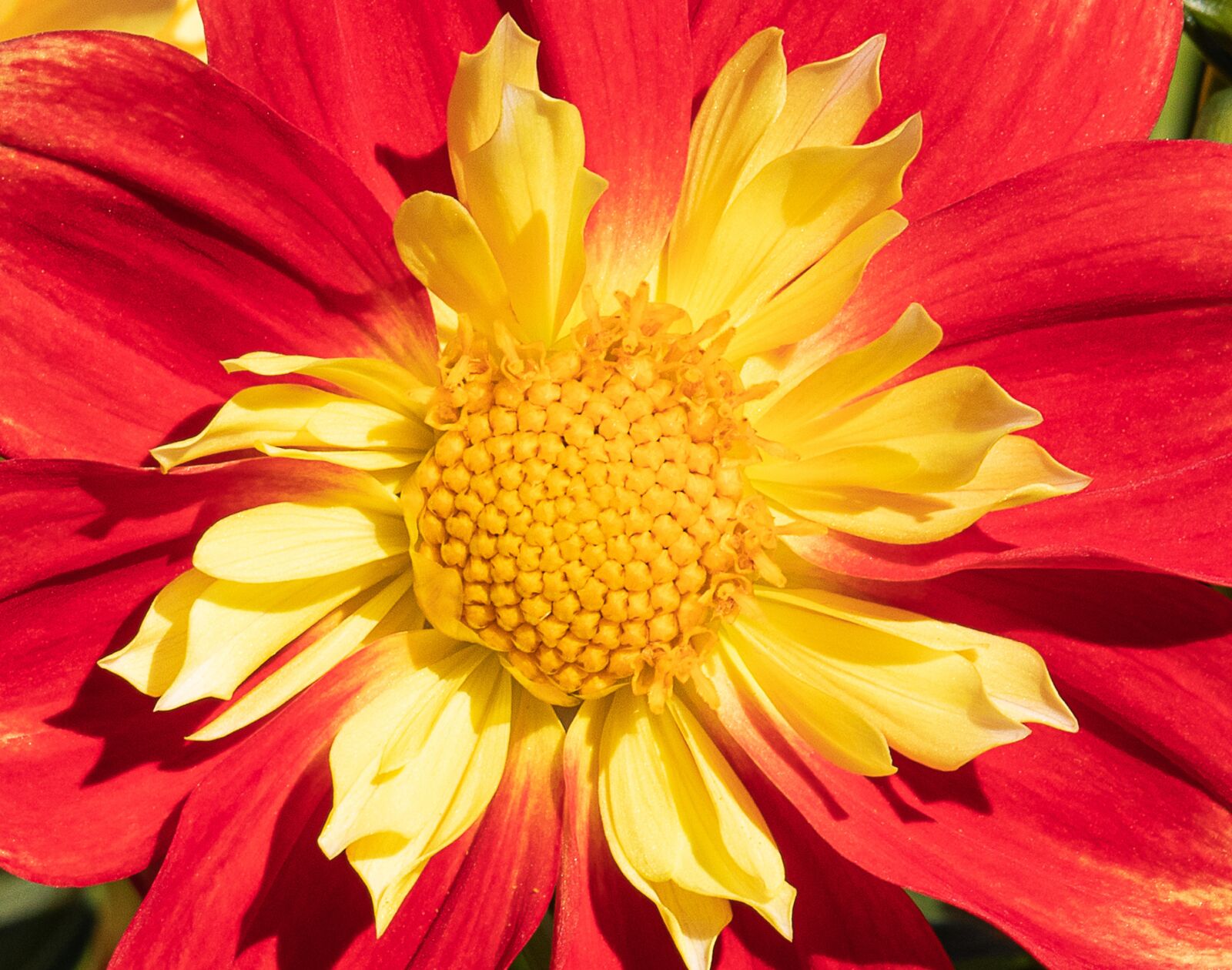 Canon EF-S 55-250mm F4-5.6 IS STM sample photo. Dahlia, flower, ornamental plant photography