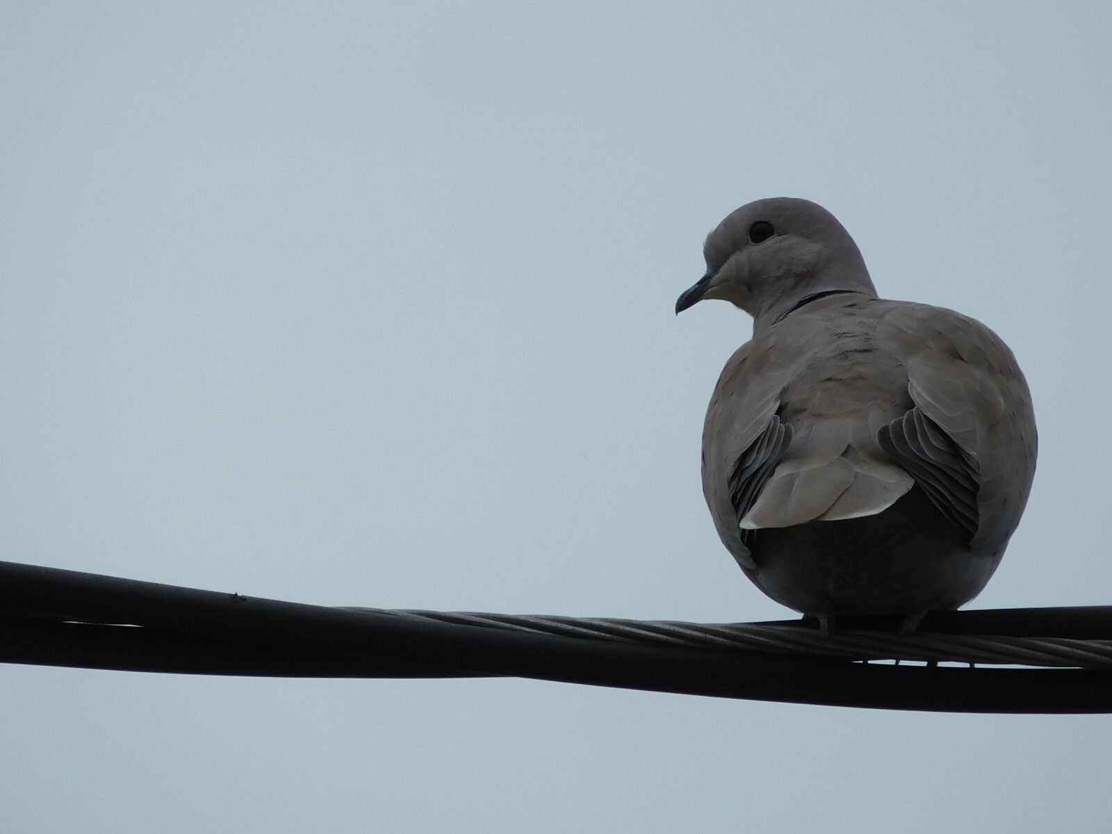 Nikon Coolpix S7000 sample photo. Bird, dove, animal photography