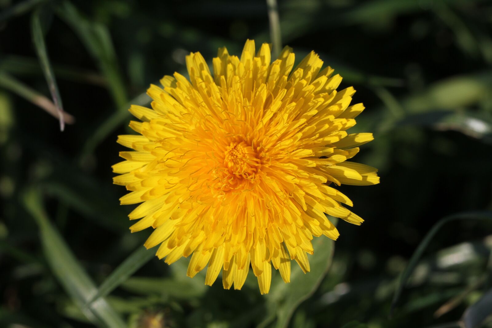 Canon EOS 7D sample photo. Löwenzahn, blume, flower photography
