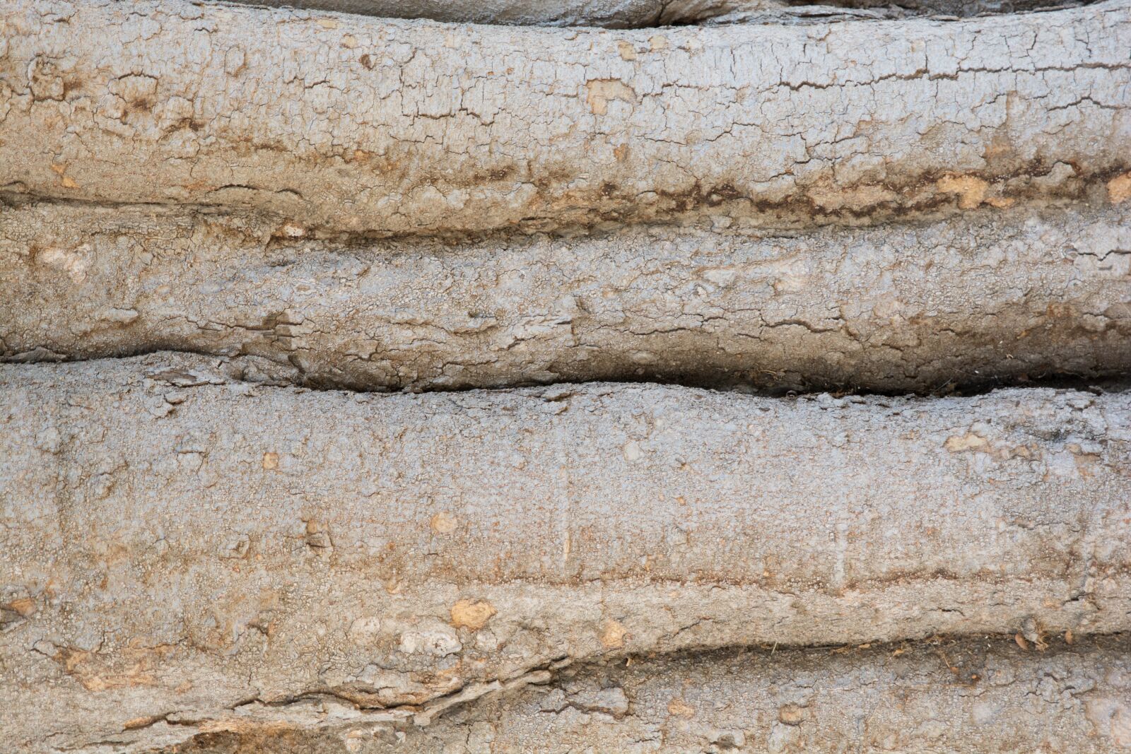 Nikon D7100 sample photo. Tree, bark, backdrop photography