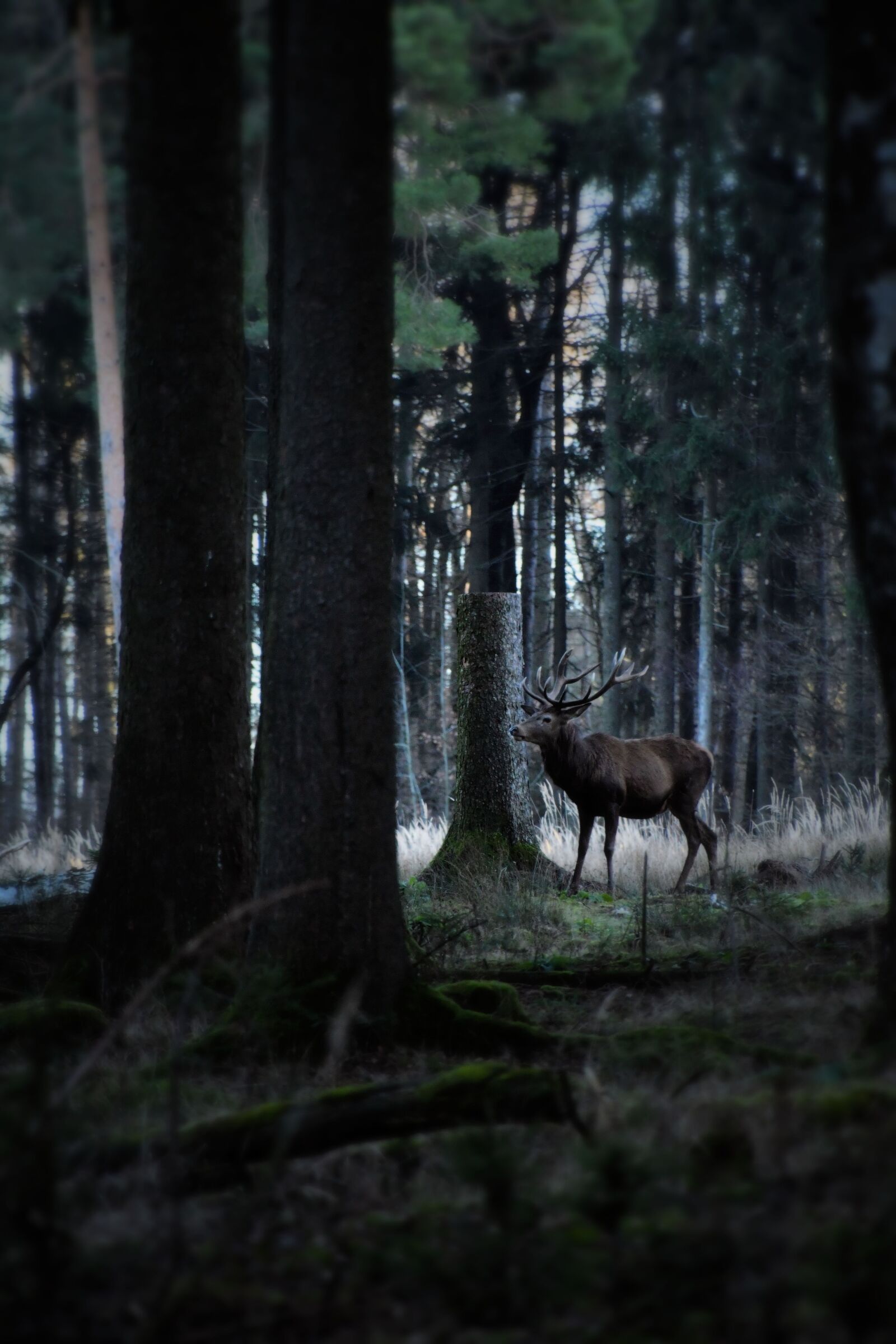 Nikon D500 sample photo. Hirsch, red deer, antler photography