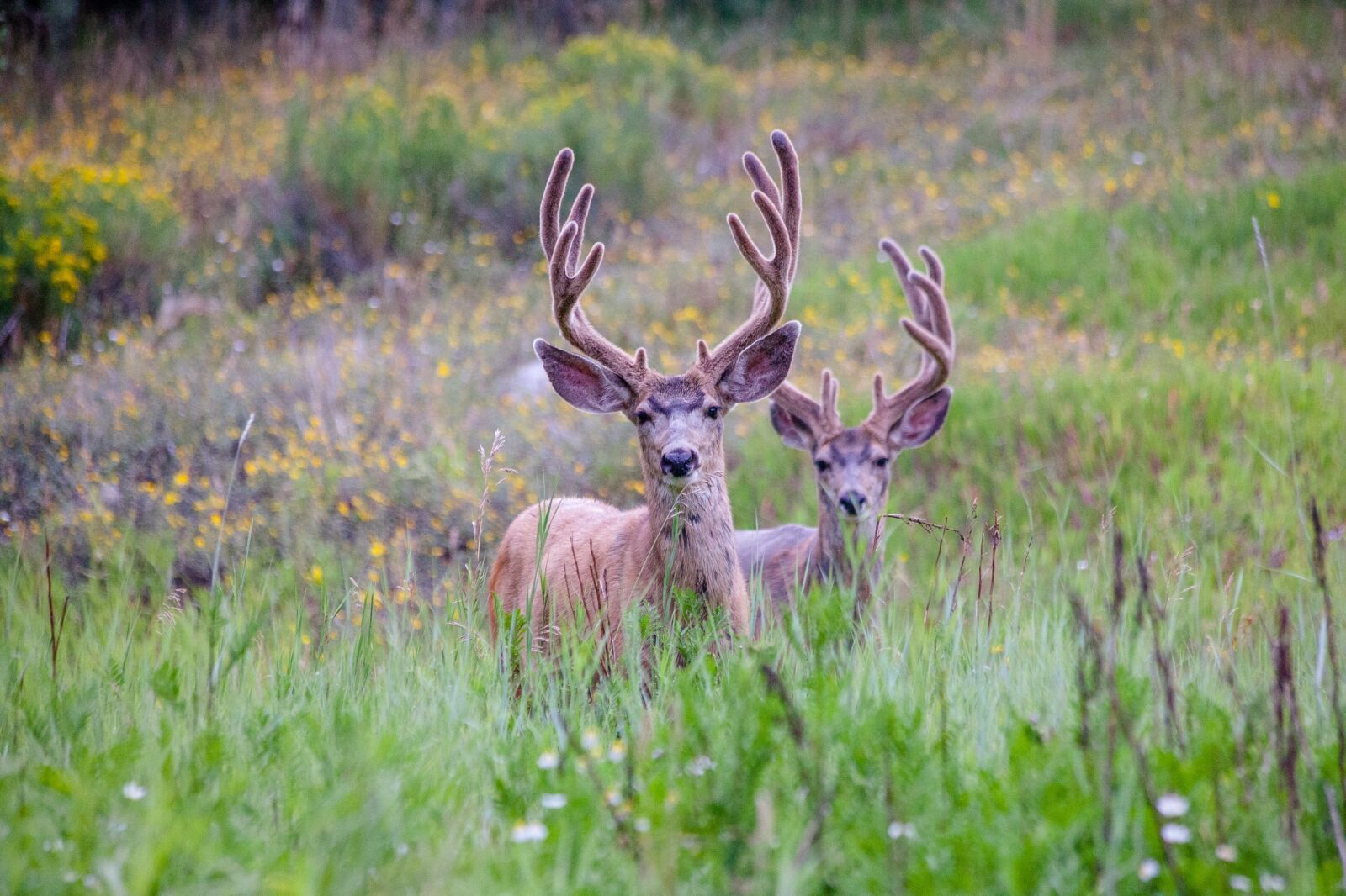 Canon EOS 5D Mark II sample photo. Deer, antler, grass photography