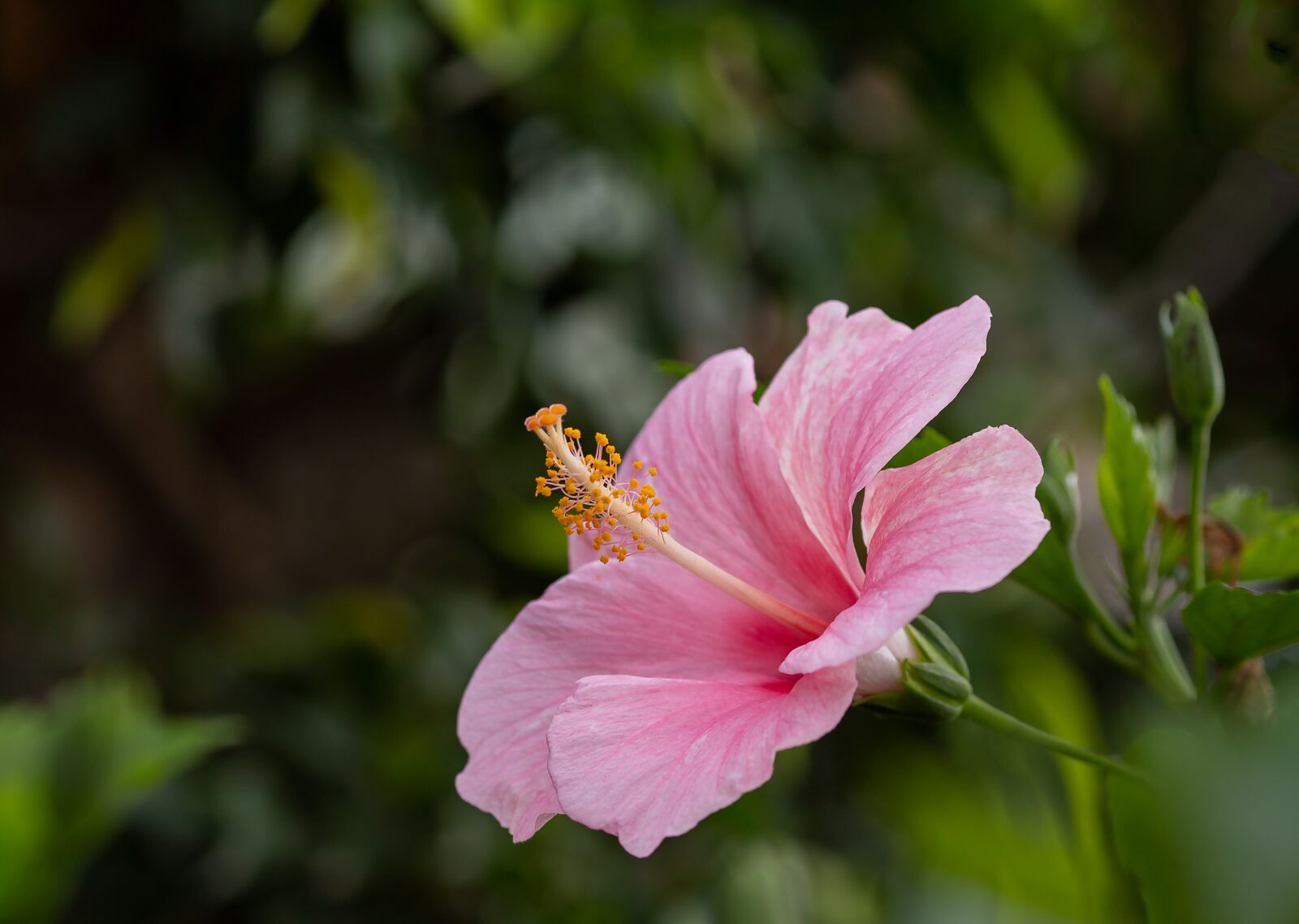 Canon EOS 5D Mark III + Canon EF 135mm F2L USM sample photo. Hibiscus, hibiscus flower, flower photography