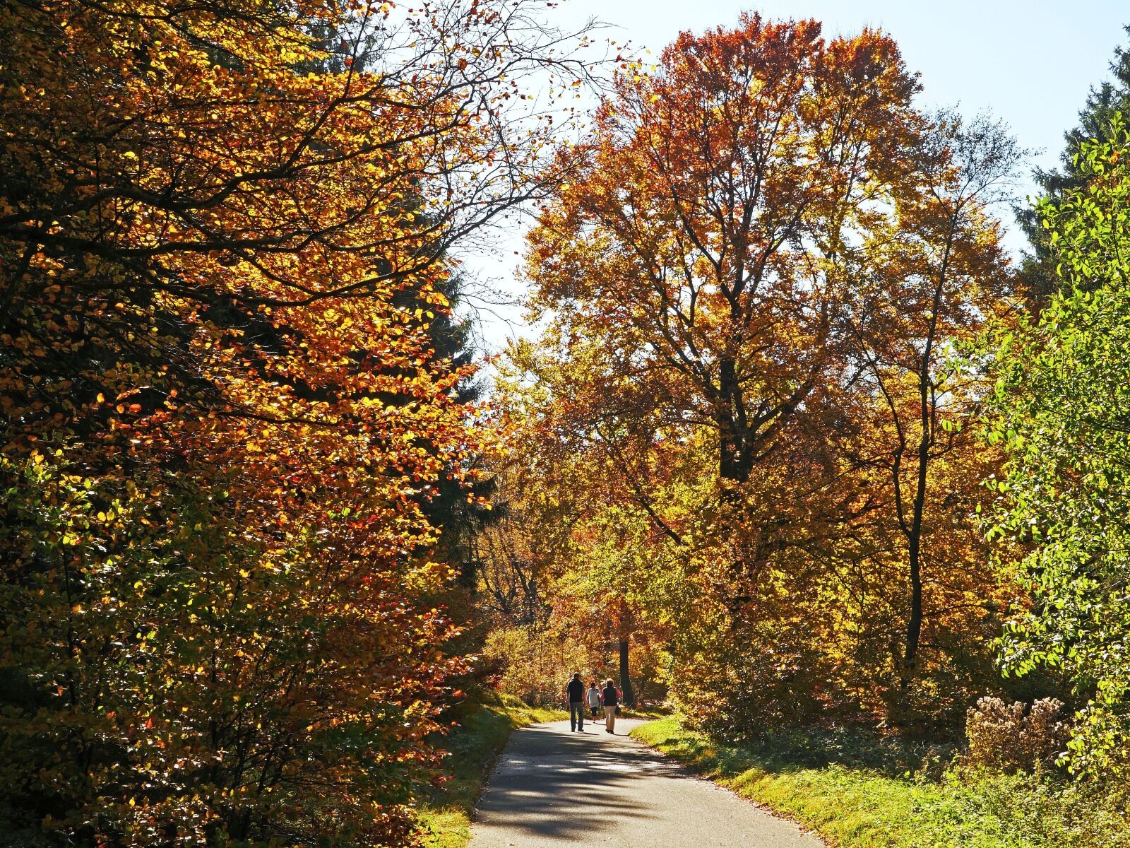 Panasonic Lumix DMC-GX8 sample photo. Autumn forest, sauerland, walk photography