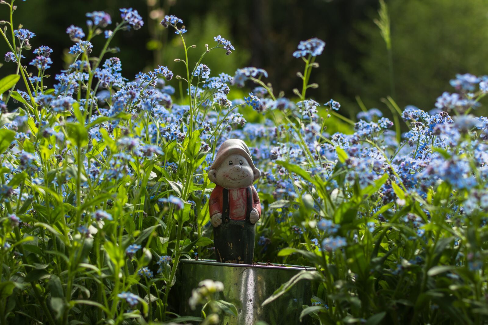 Nikon D7200 sample photo. Forget me not, males photography