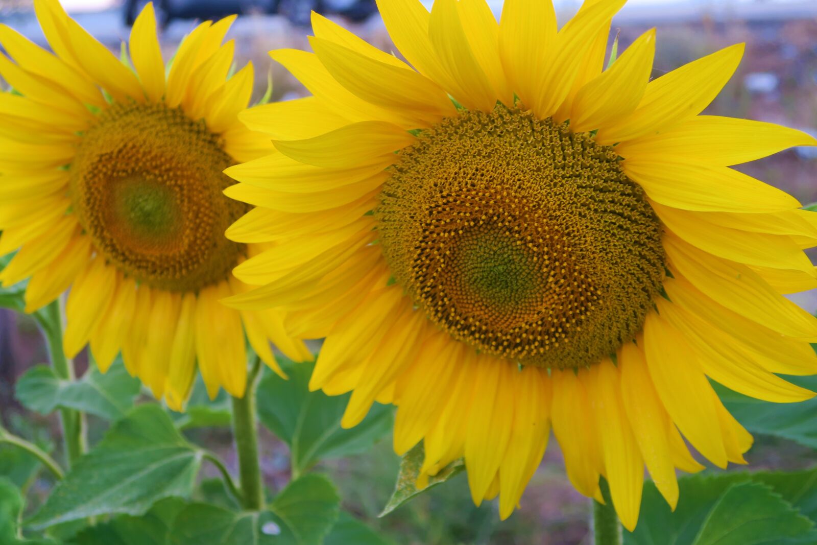Canon PowerShot G7 X sample photo. Sunflower, plant, flower photography