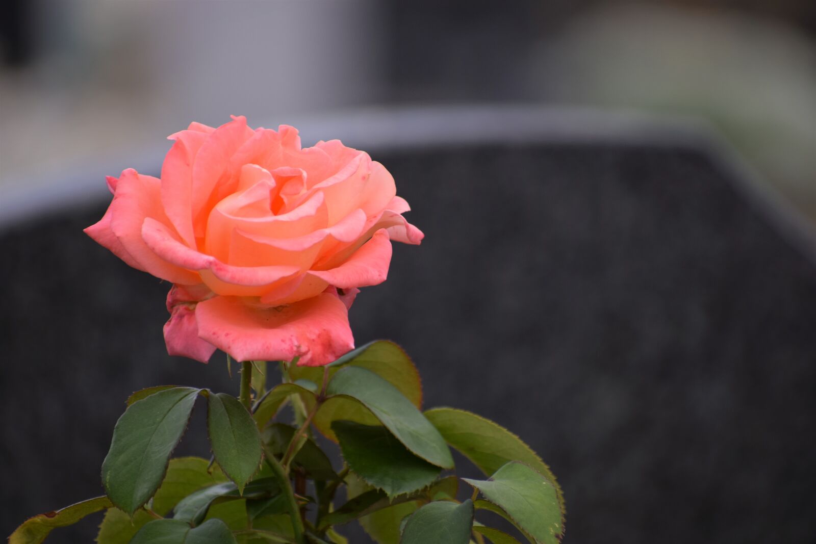 Nikon D3300 sample photo. Orange pink rose, flower photography