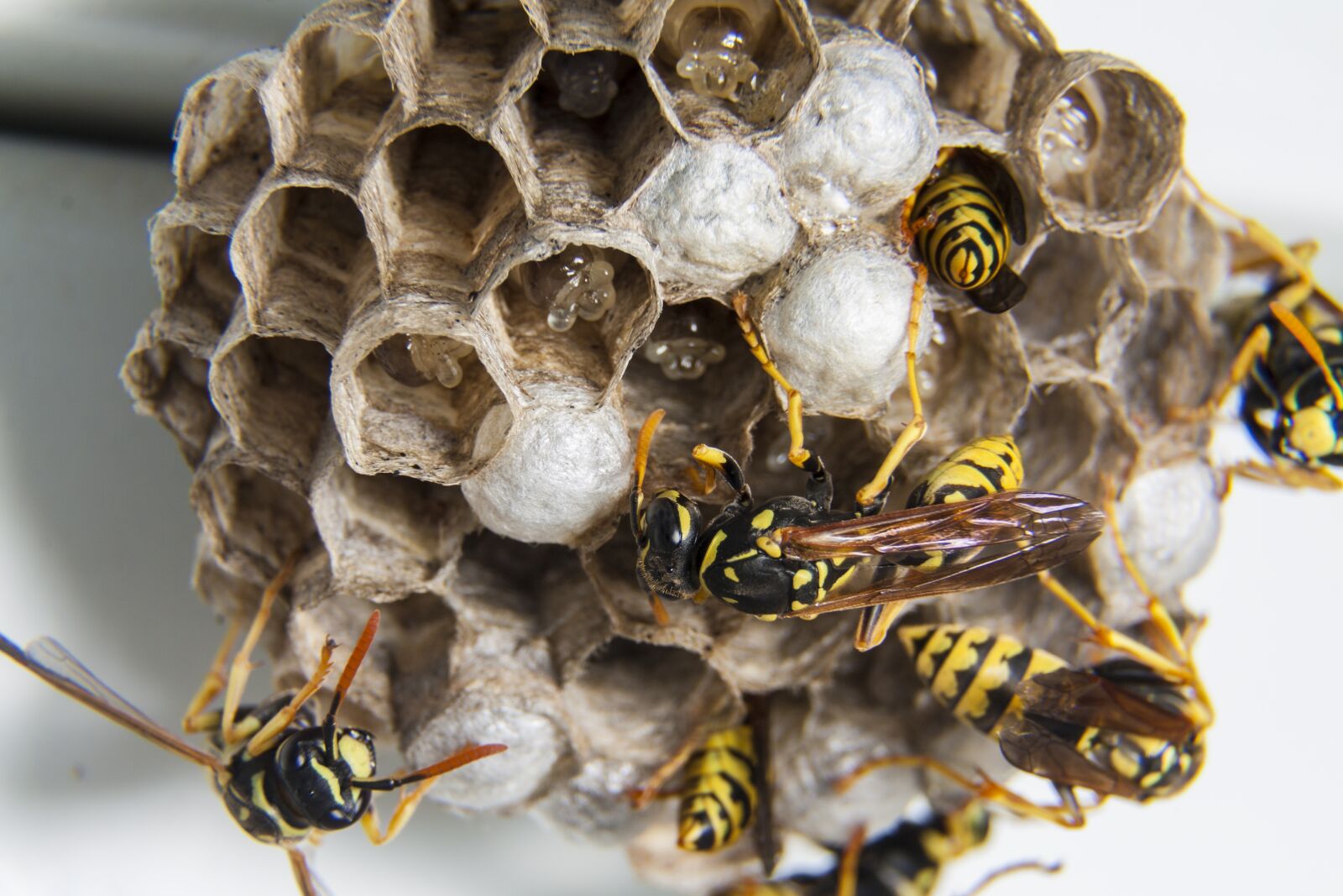 Canon EF-S 17-85mm F4-5.6 IS USM sample photo. Swarm, wasps, diaper photography