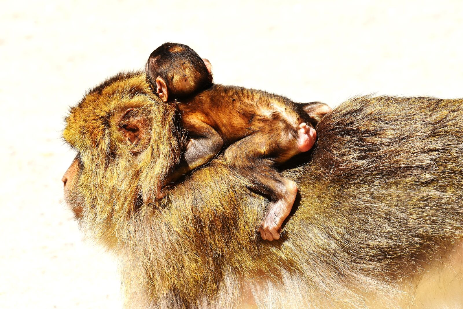 Nikon D7200 sample photo. Barbary ape, baby monkey photography