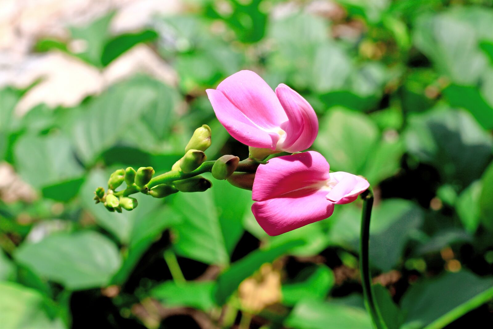 Canon EOS 80D sample photo. Wildflowers, purple flowers, natural photography