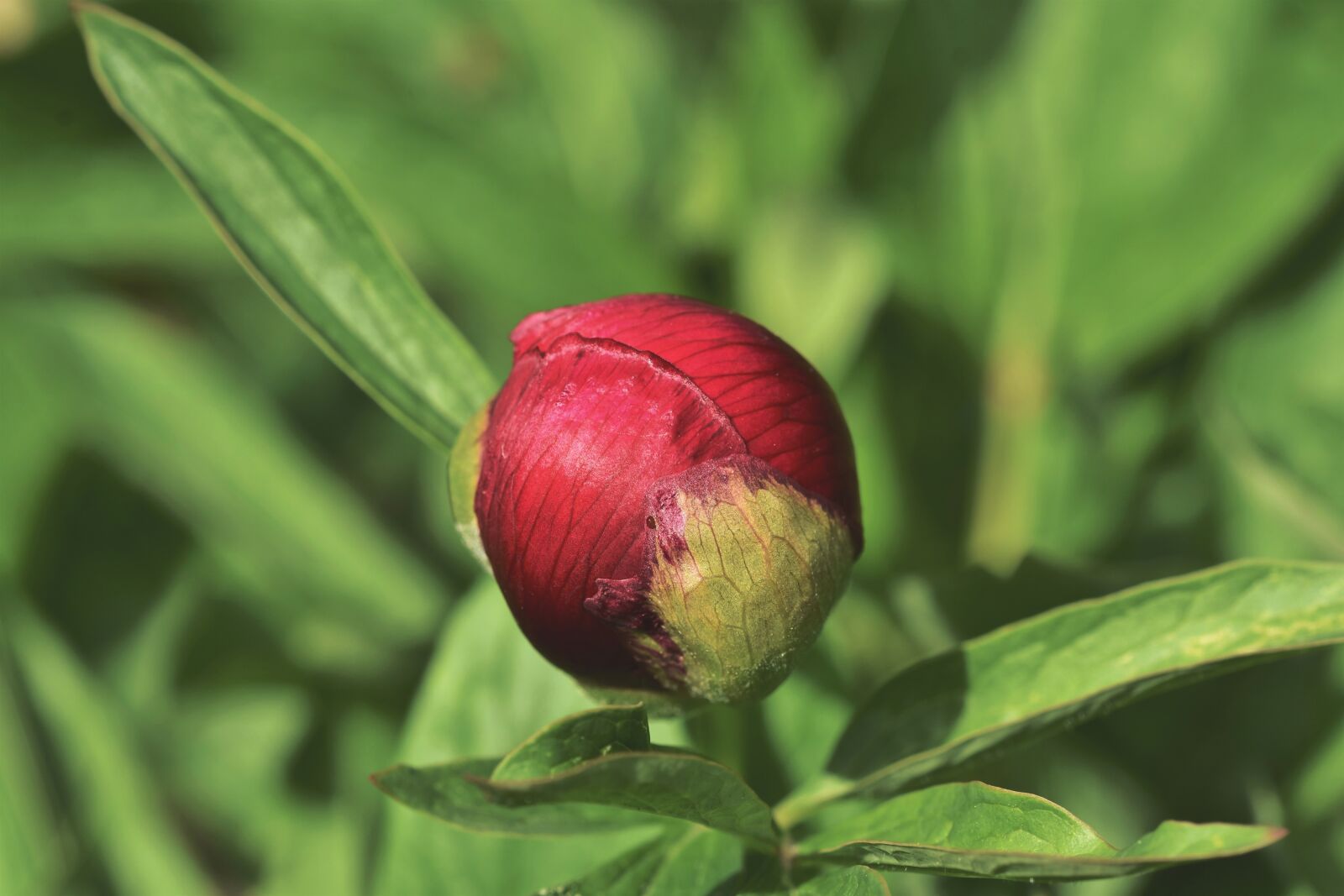 Nikon D7200 sample photo. Peony, bud, flower photography