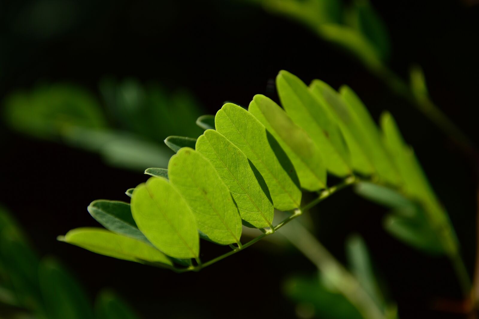 Nikon D3200 sample photo. Acacia, among, shadows photography