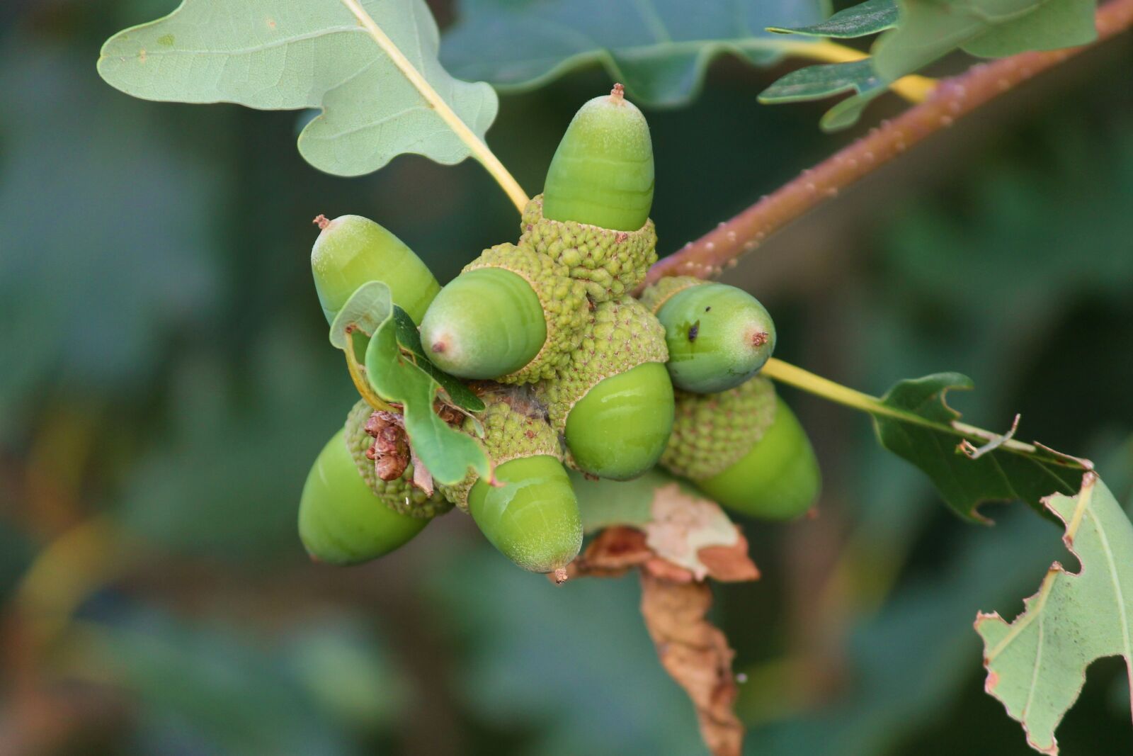 Canon EOS 1100D (EOS Rebel T3 / EOS Kiss X50) sample photo. Acorns, acorn, oak leaves photography