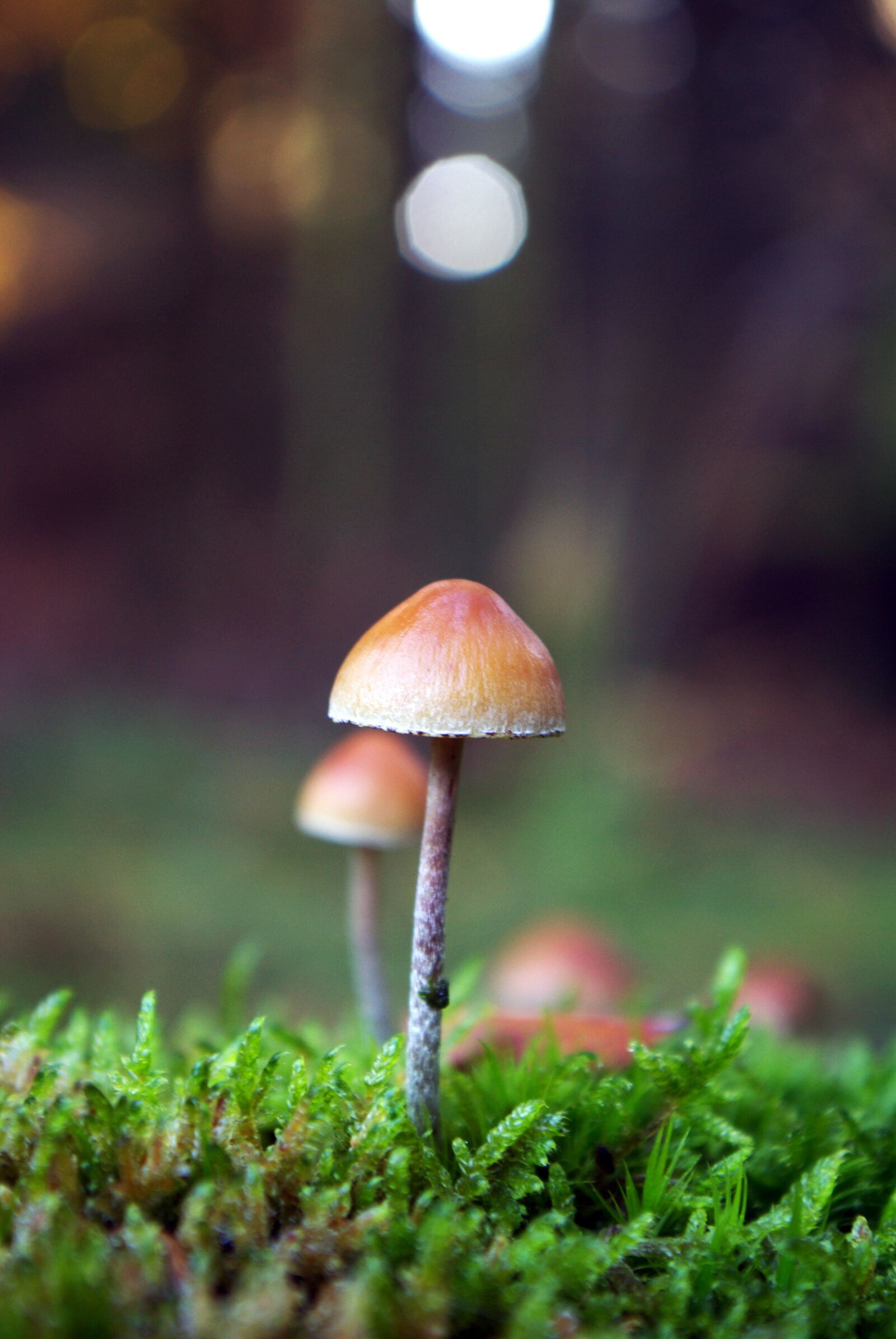 Pentax K10D sample photo. Mushroom, forest, nature photography