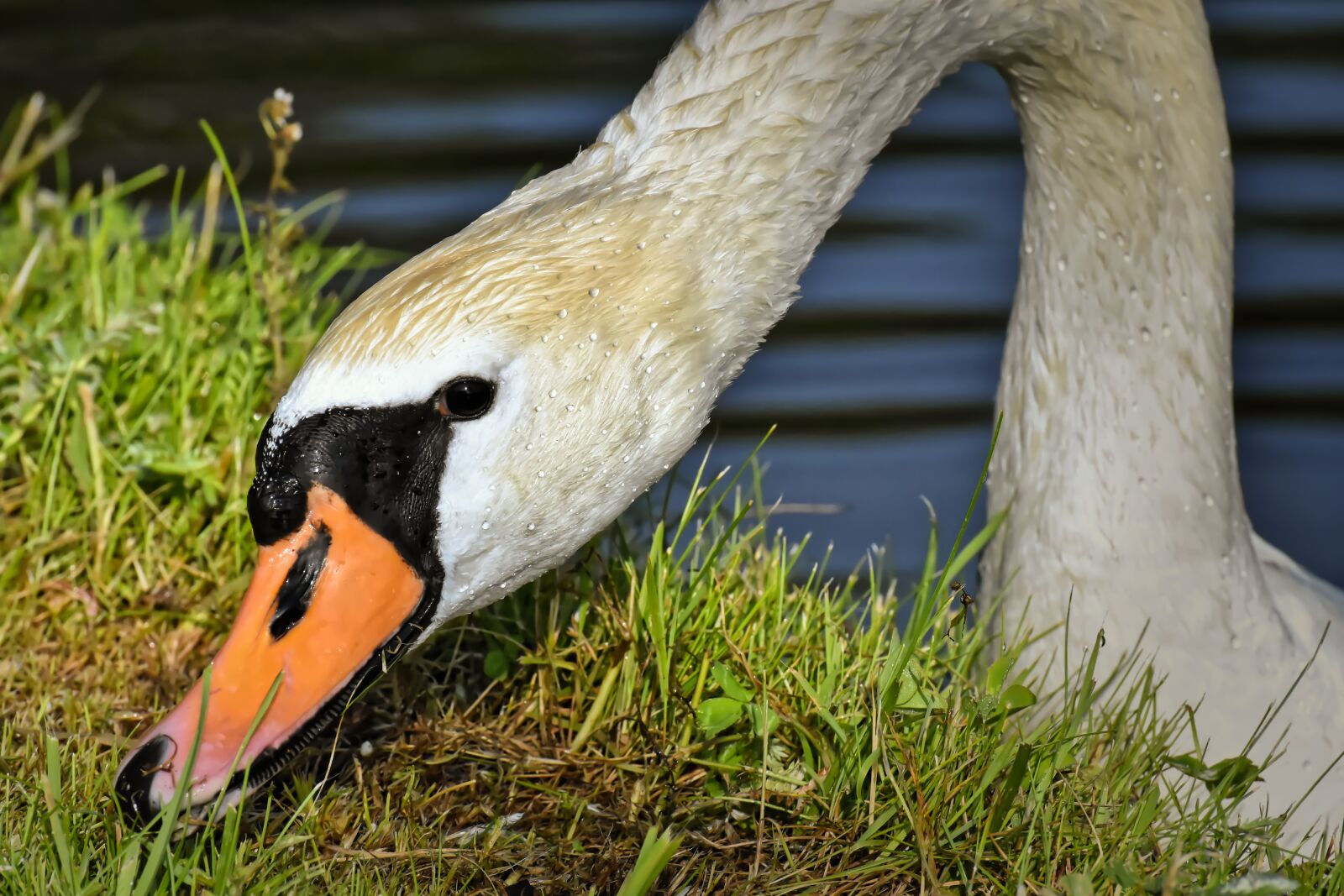 Nikon D7200 sample photo. Swan, elegant, noble photography