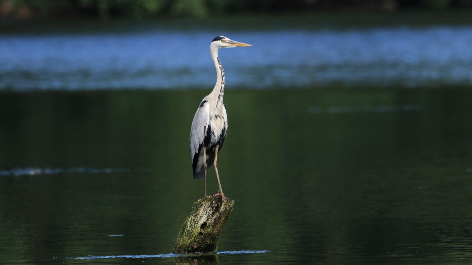150-600mm F5-6.3 DG OS HSM | Contemporary 015 sample photo. Heron, lake, water photography