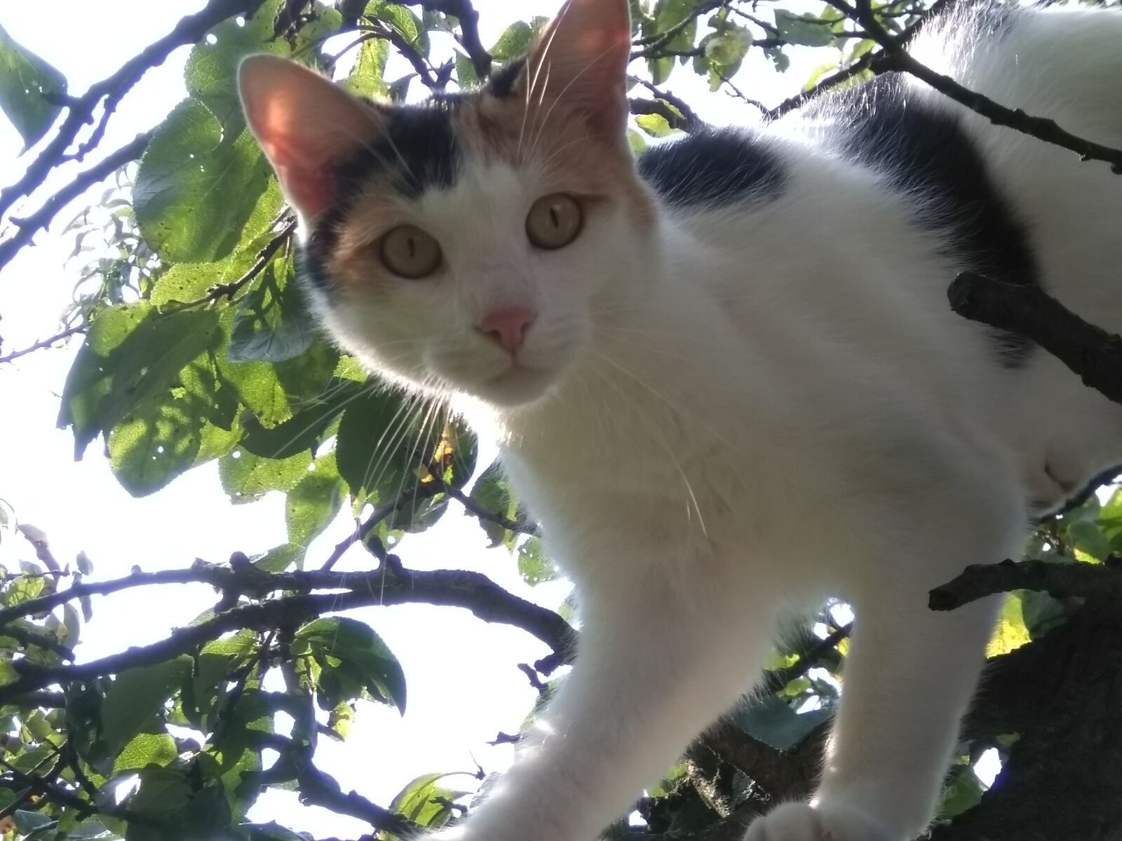 HMD Global Nokia 5 sample photo. Cat, tree, leaves photography
