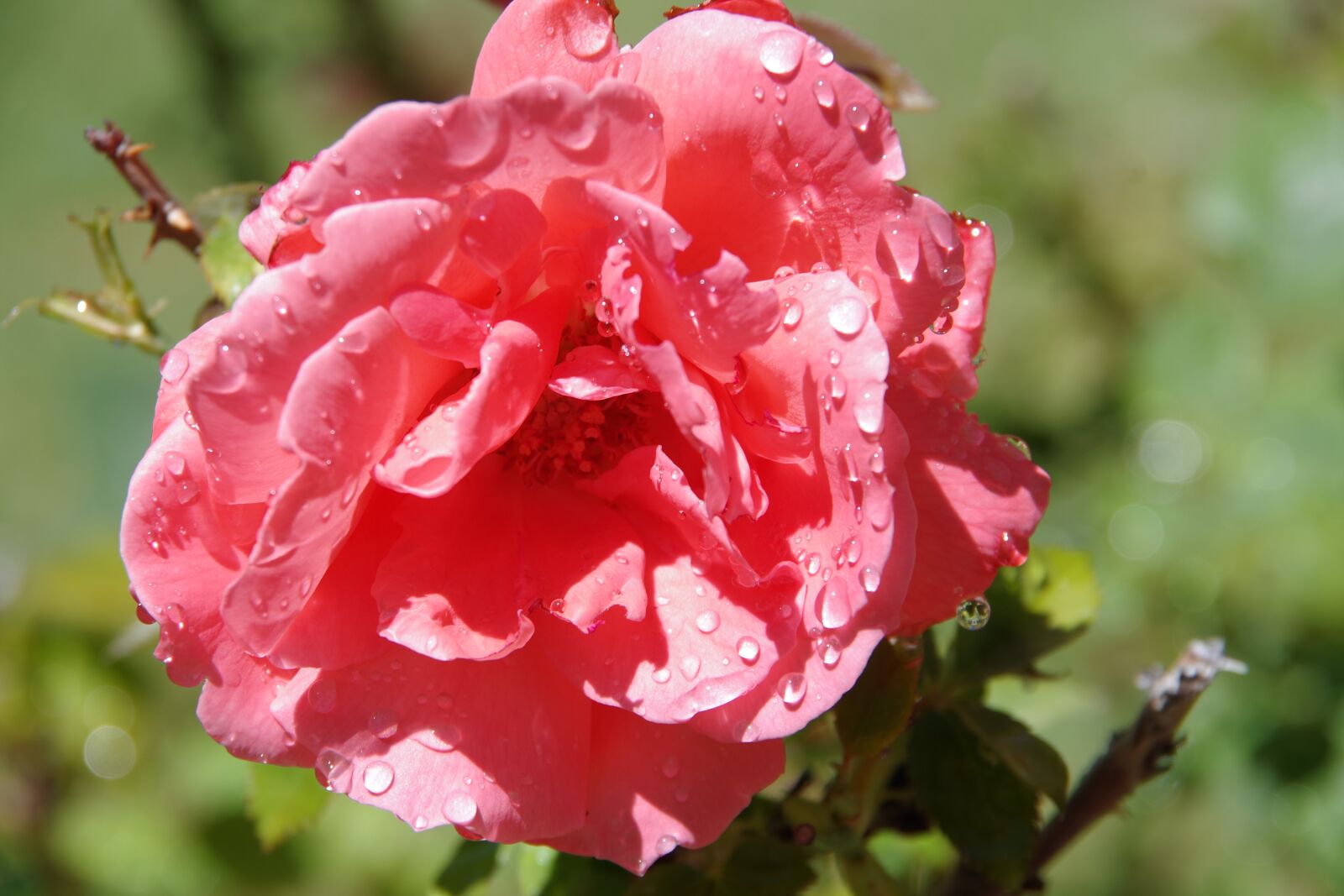 Pentax K-S2 sample photo. Flower, rose, floral photography