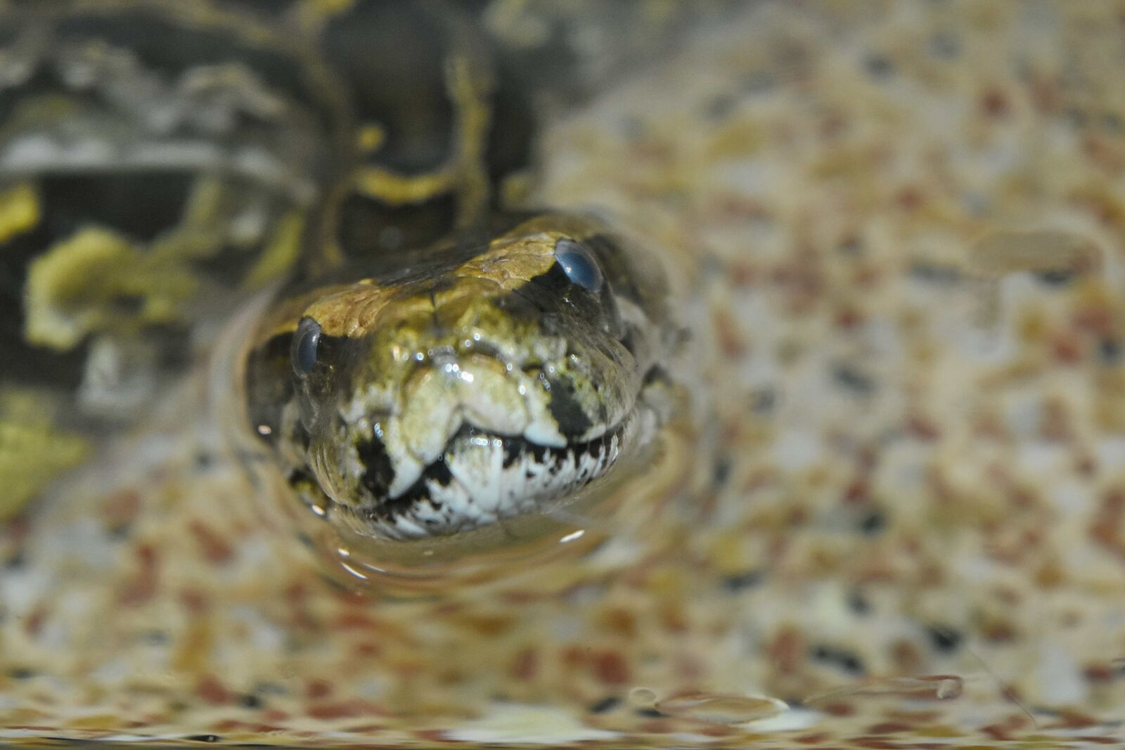 Nikon D5500 sample photo. Reptile, snake, nature, wildlife photography