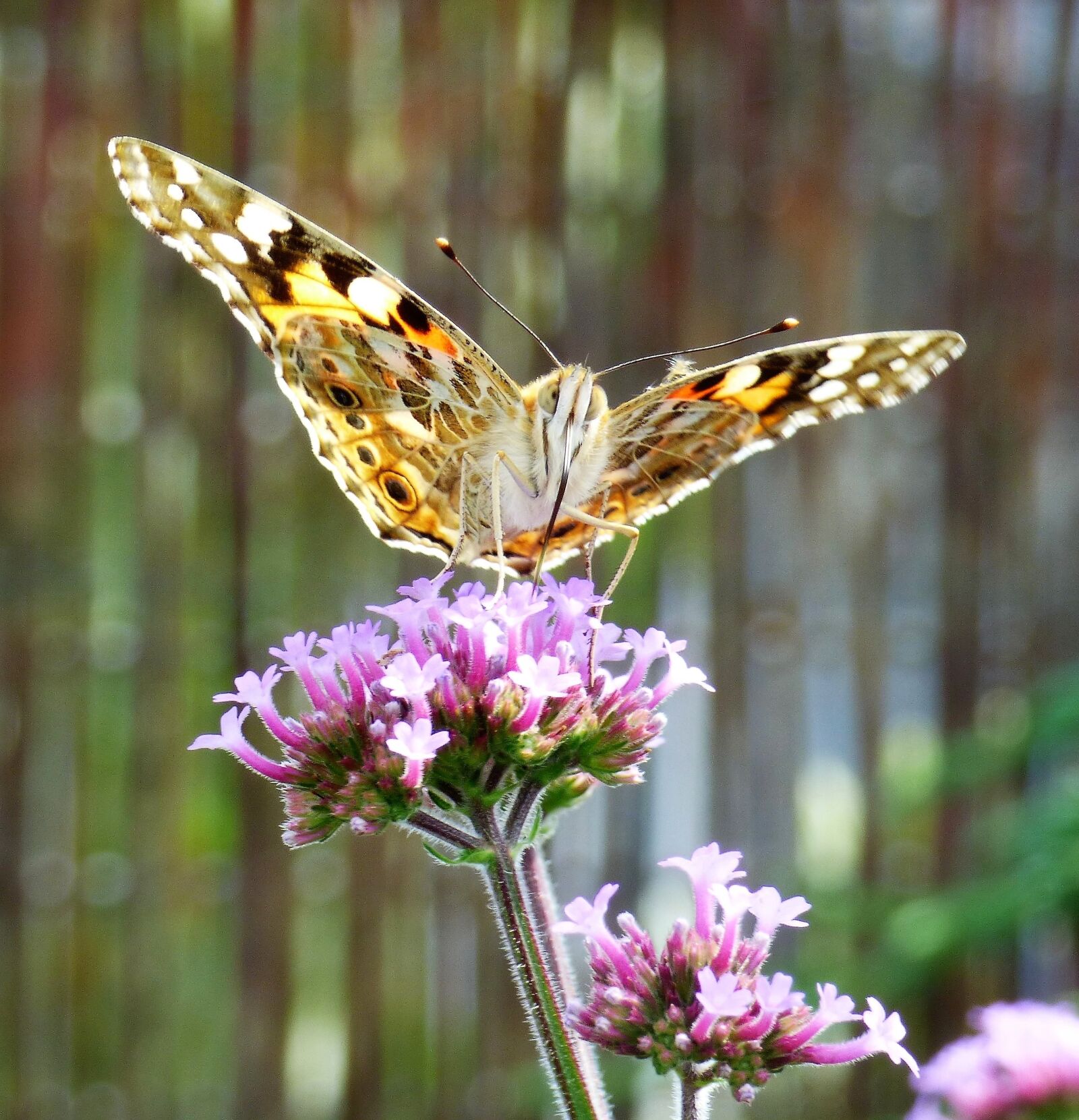 Panasonic DMC-FZ72 sample photo. Verbena, flower, butterfly photography